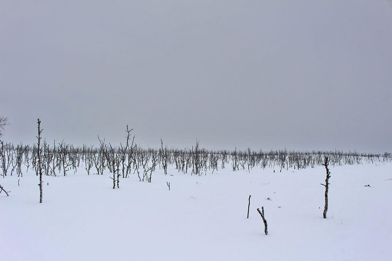Mierggasroaviin Mordor-koivikkoa. Kuva: Jouni Laaksonen.