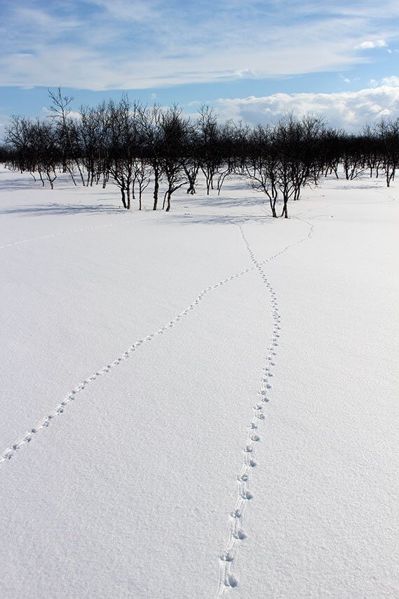 Riekonjälkiä näin etenkin Soavveljeaggin päivänä valtavasti. Kuva: Jouni Laaksonen.