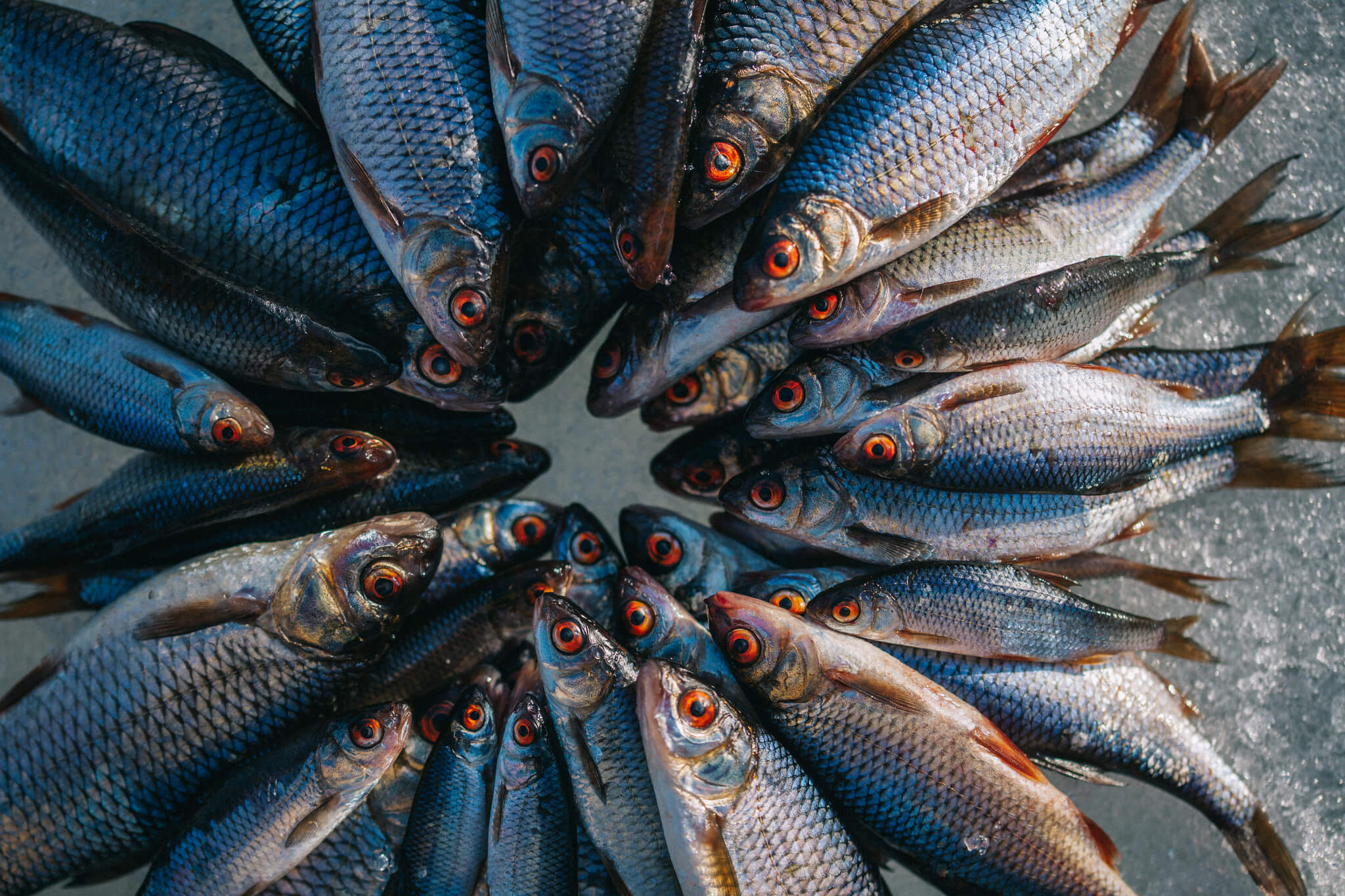 Kalansaalis on käypää valuuttaa. Kuva: Marinella Himari.