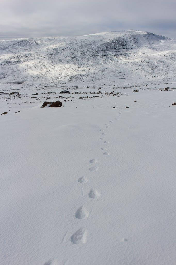 Pitsusköngäs katsottuna länsirannalta. Kalottireitti kulkee vastarannalla, jossa kuvan vaeltajat pitävät taukoa.