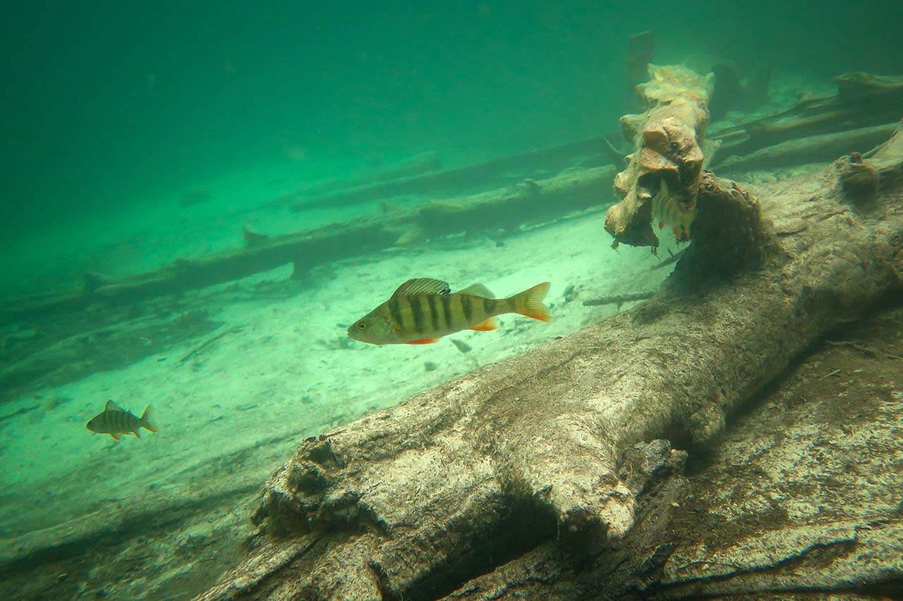 [04] Tutussa rannassa voi sukellella ja tutkia, mitä kaikkea veden alla on. Kuva: Terhi Ilosaari.