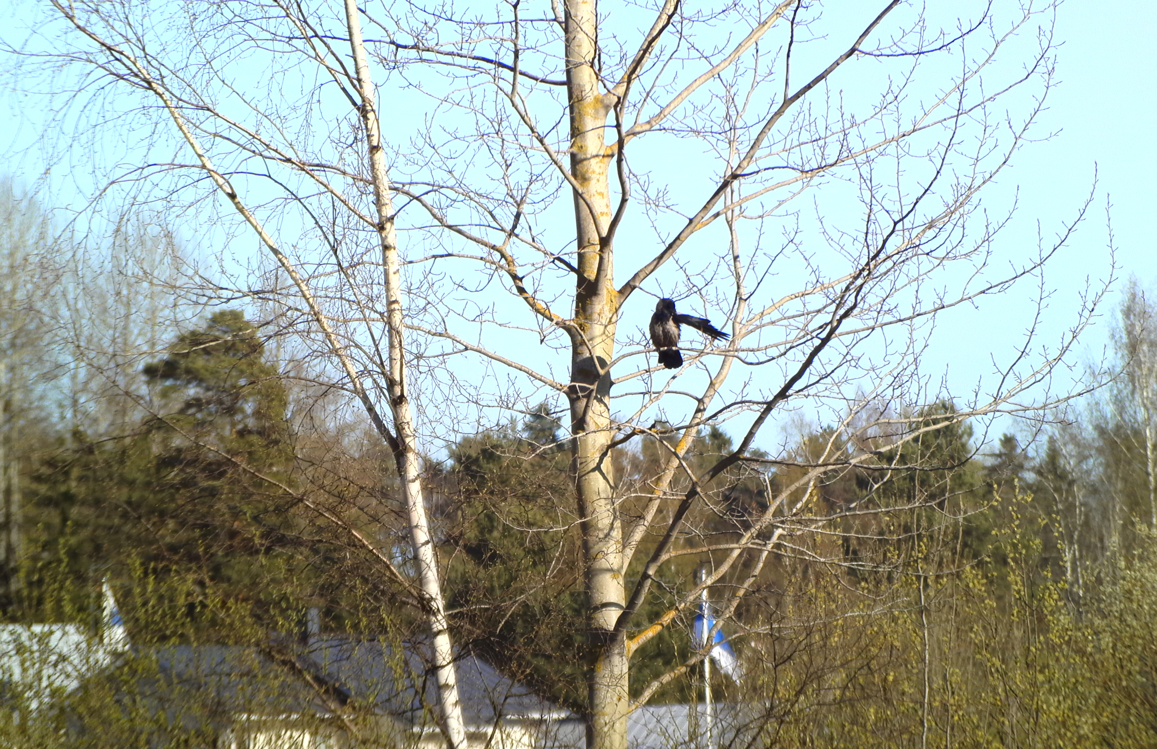Pihalintuosasto ei tuottanut sovellukselle ongelmia. Kuvassa varis.