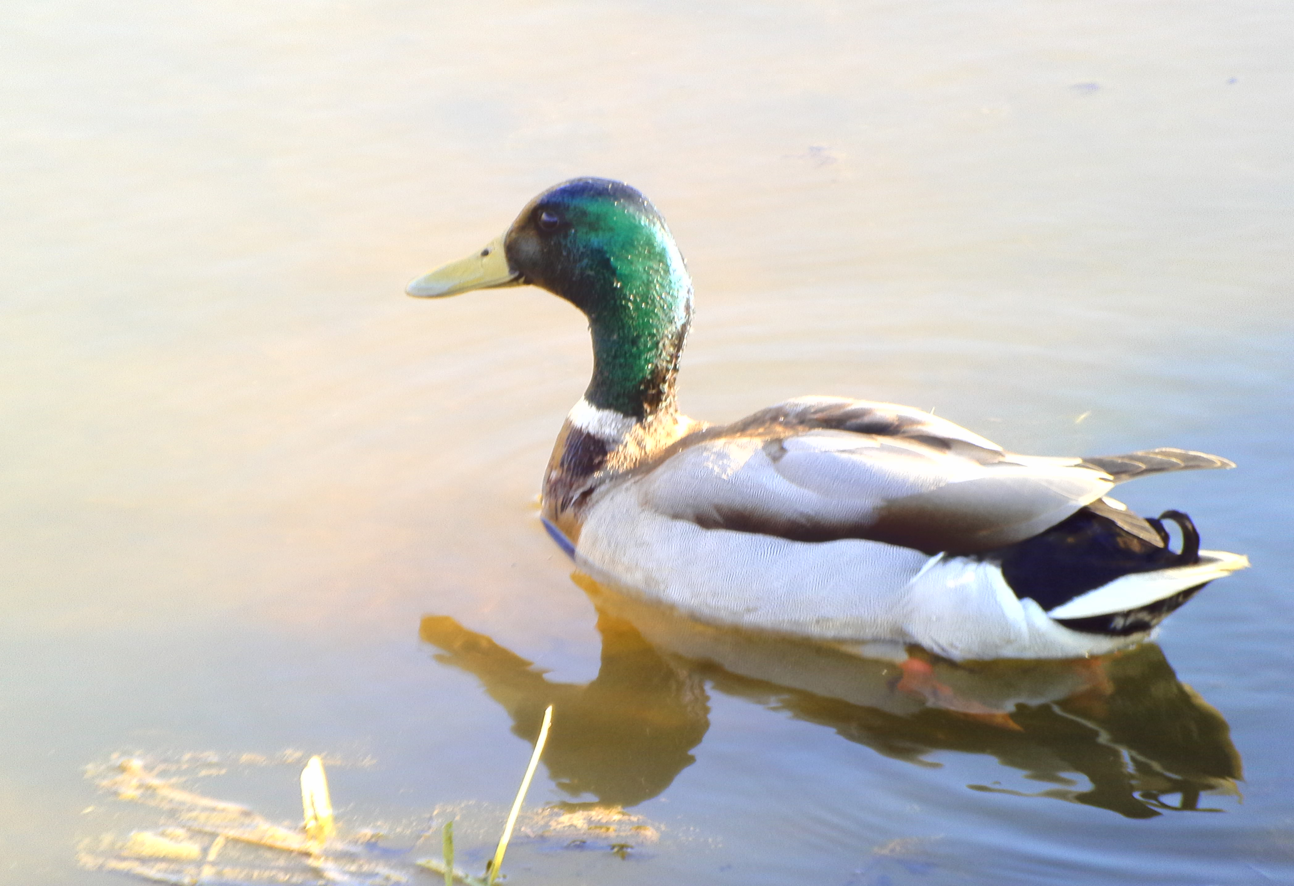 Sinisorsan tunnistaminen ei tuottanut myöskään vaikeuksia.