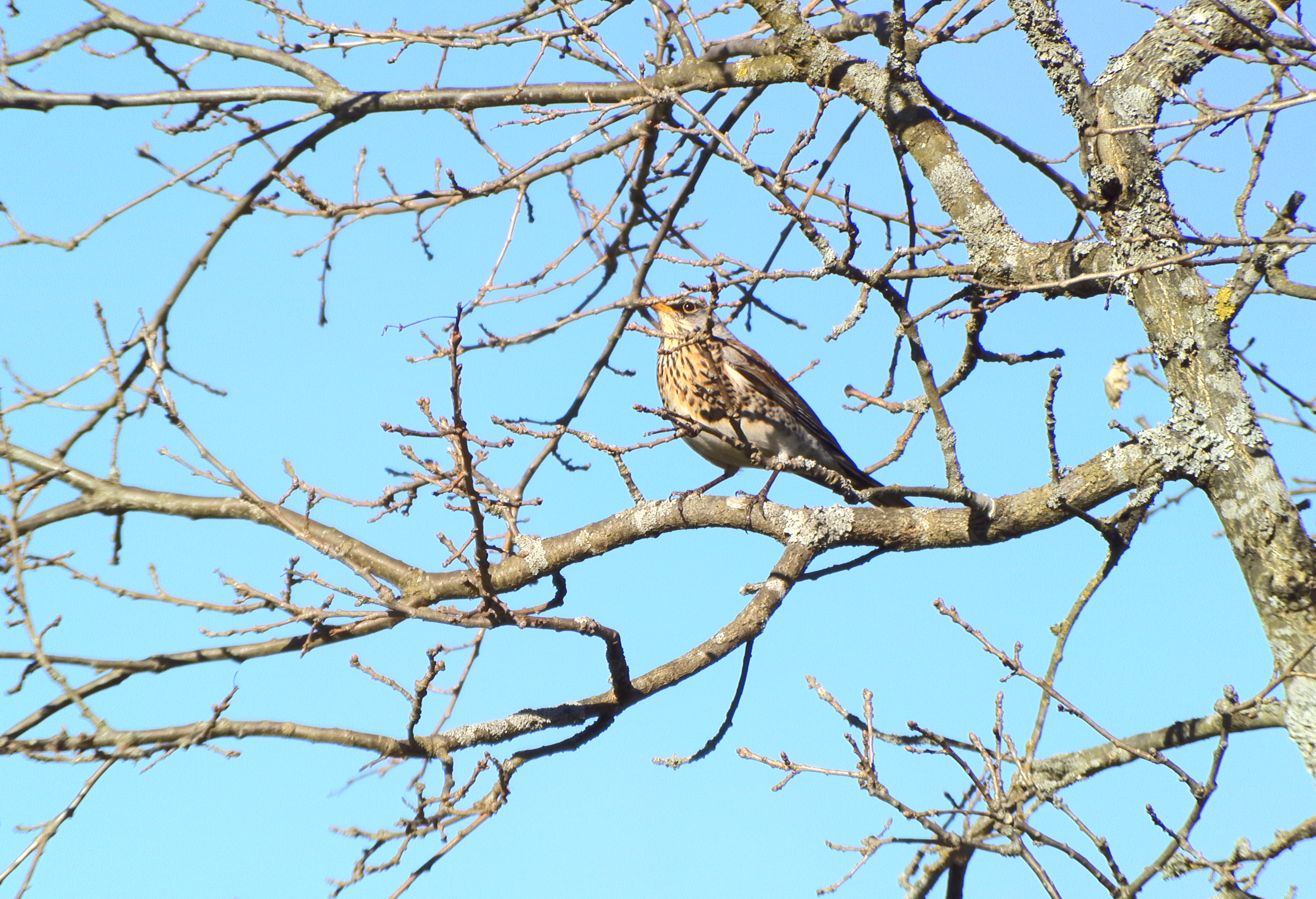 Kuten ei räkättirastaankaan.