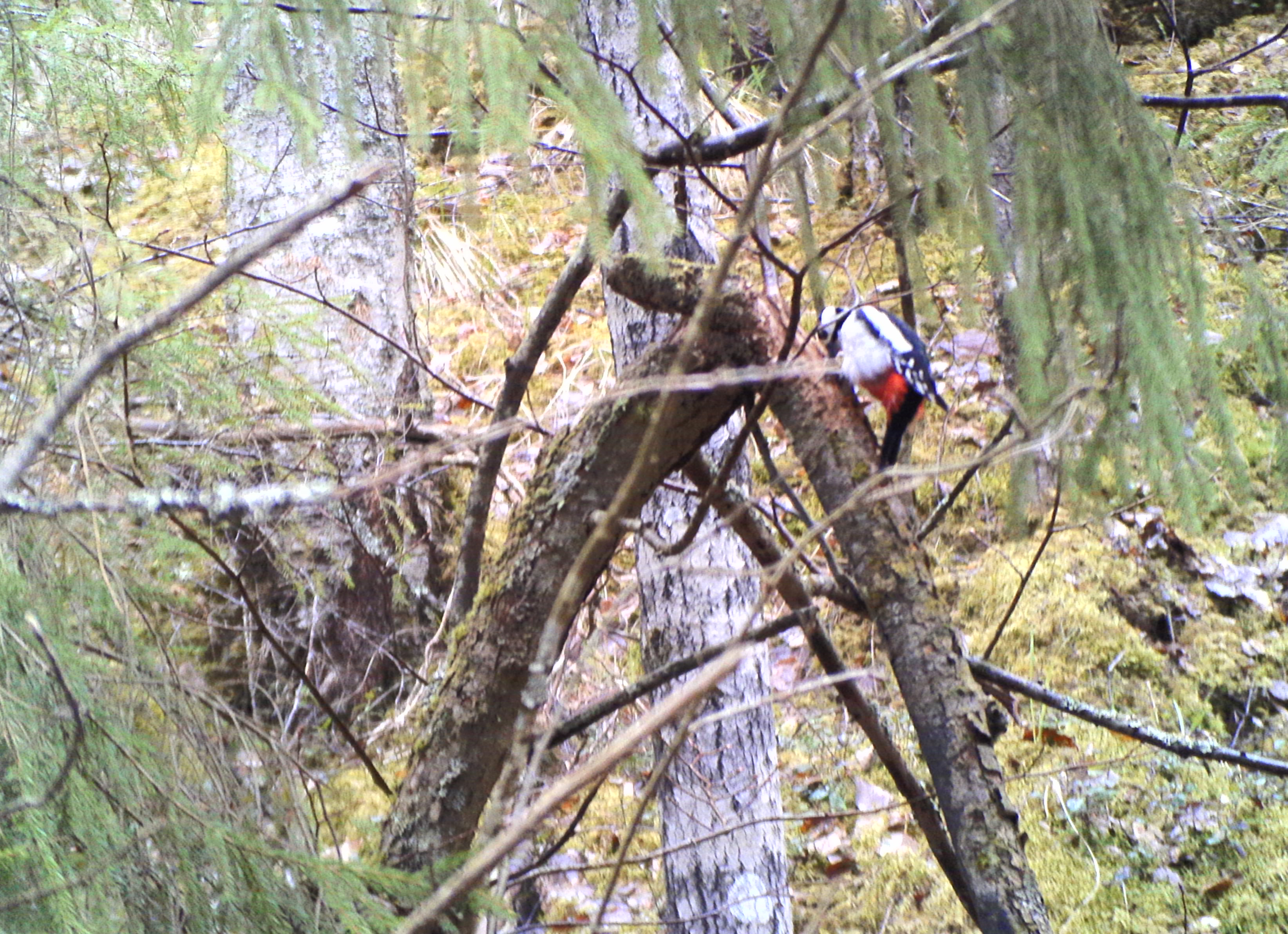 Vähän epätarkka kuva käpytikasta oli sovellukselle helppo nakki.