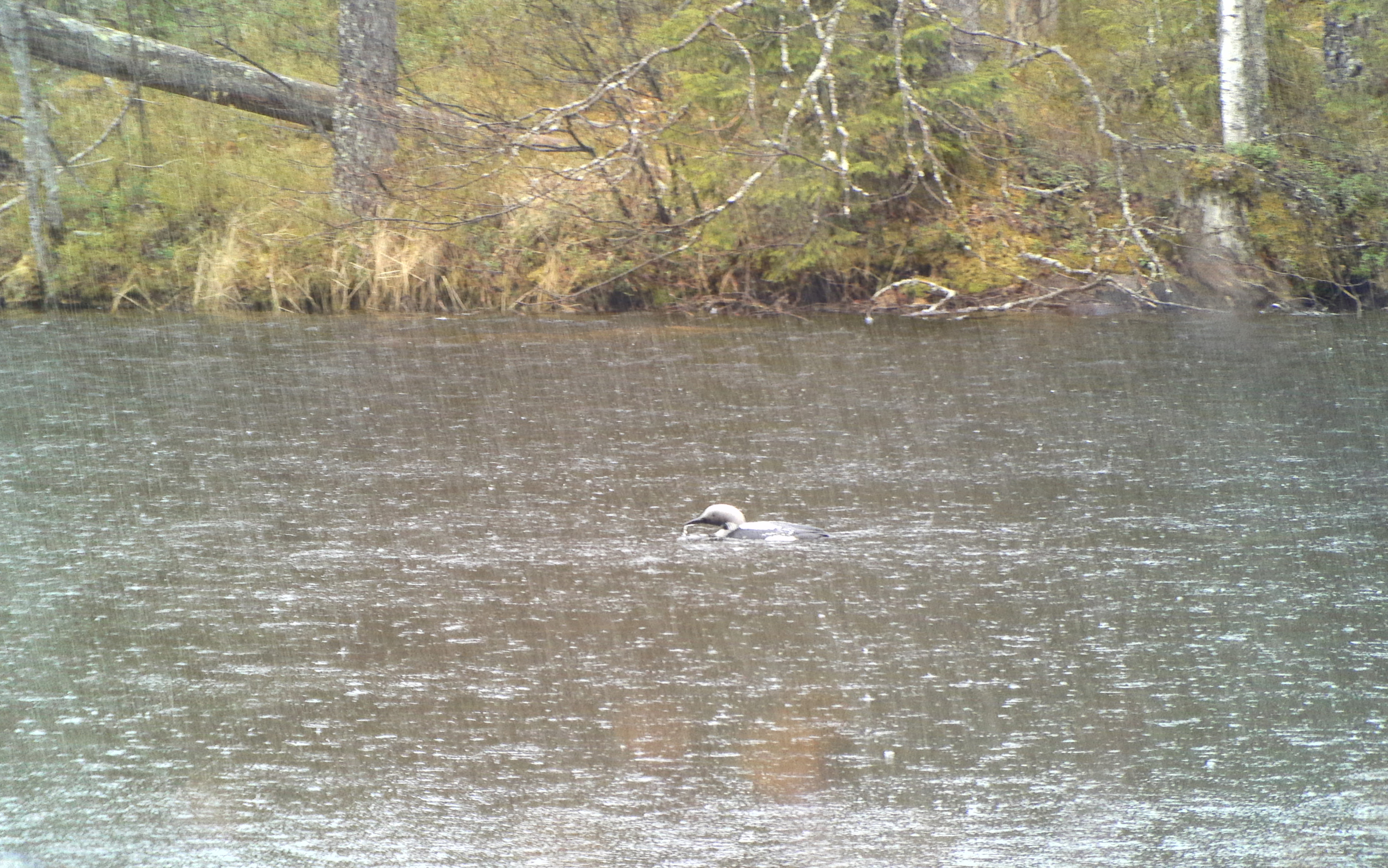 Repoveden kansallispuistossa uinutta kaakkuria sovellus ei tunnistanut, mutta lähellä meni: sovellus ehdotti kuikkaa.
