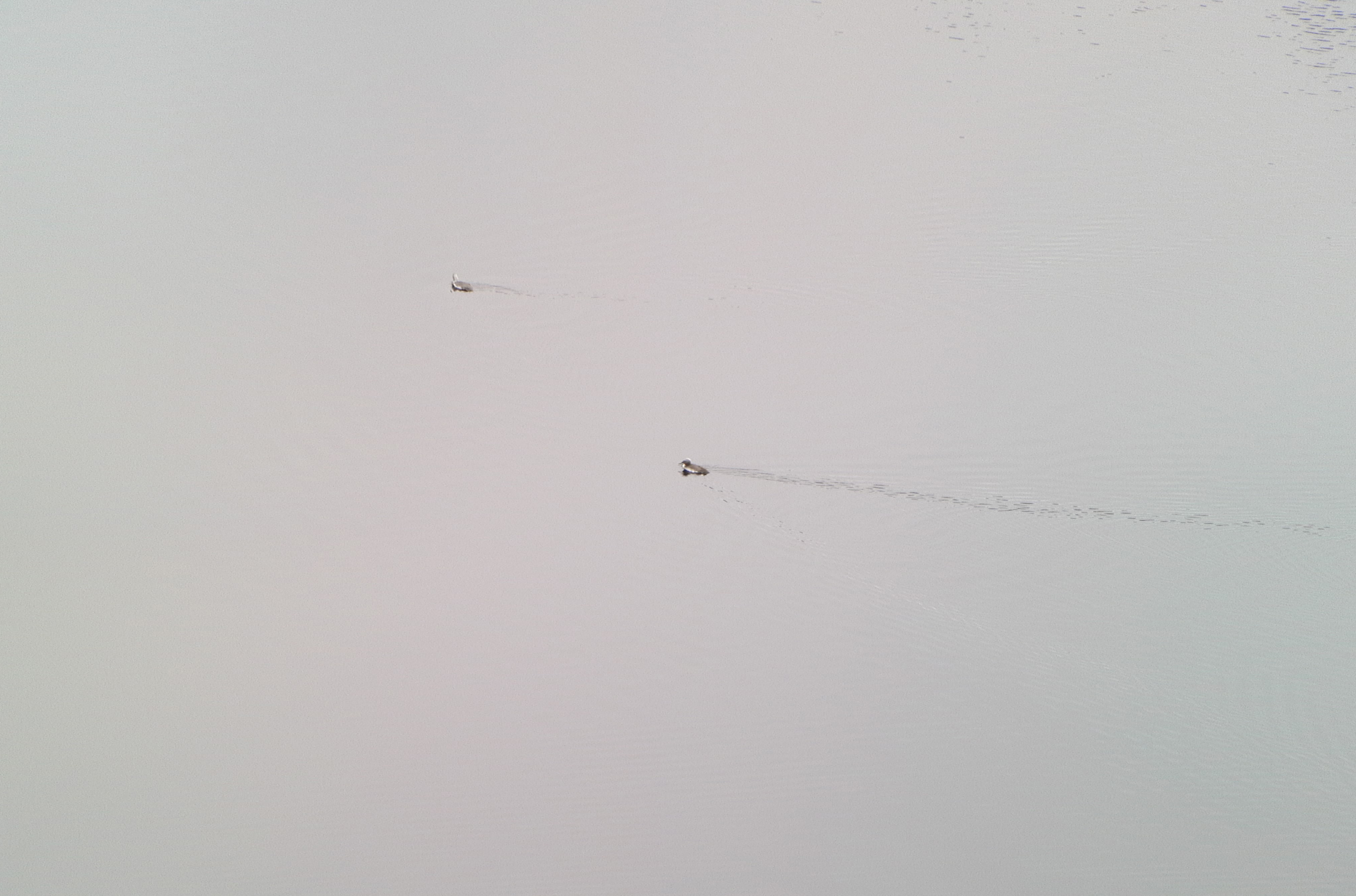 Olhanvanvuoren huipulta (n. 60 metriä mpy) kuvatut kaakkurit olivat sovellukselle liikaa.