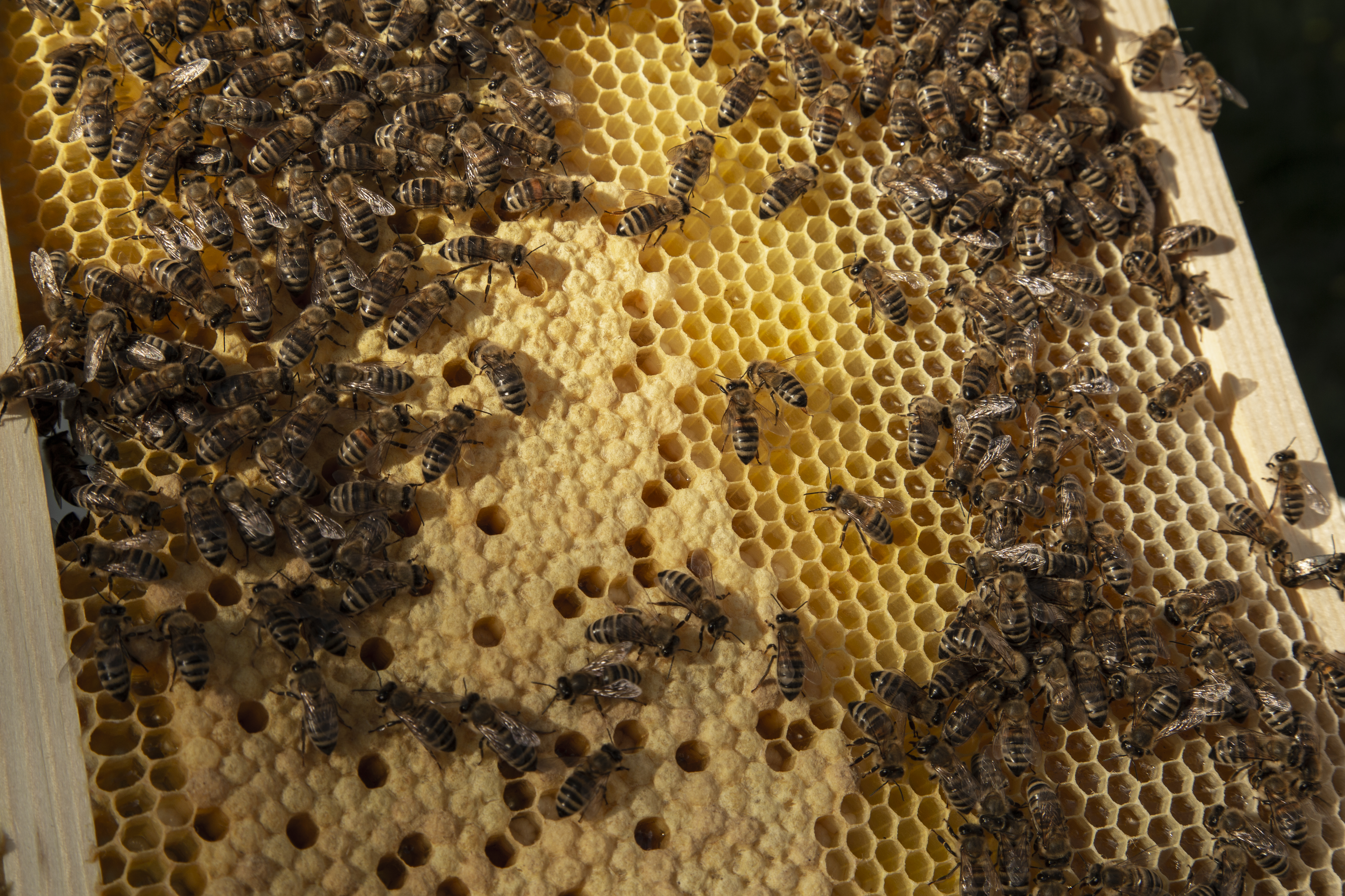 Loppukesästä mehiläishoitajat keräävät ylijäämän pesän hunajakennoista ihmisten käyttöön. Kuva: Aino Huotari.