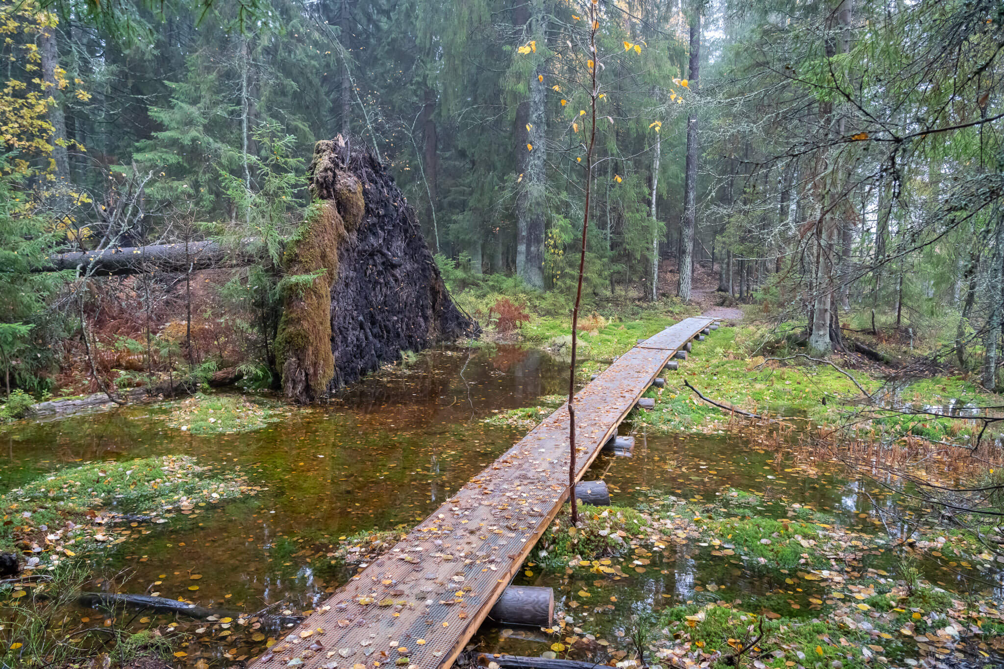 Luonnon hyvinvointivaikutusten kansanterveydellinen merkitys on tutkimustenkin mukaan mittava. Kuva: Sampsa Sulonen.