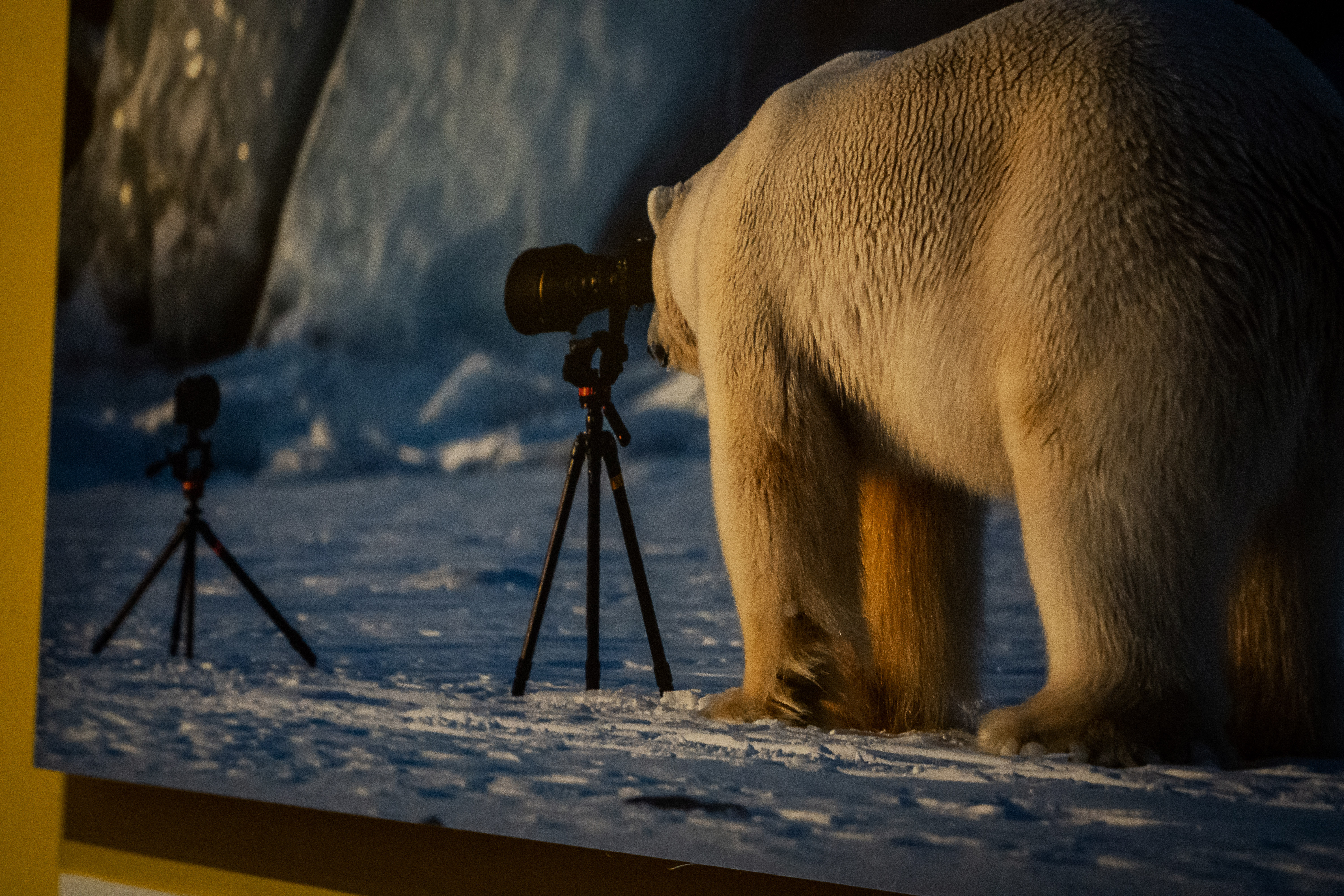 LOL-näyttelyssä oli esillä hilpeitä eläinkuvia. Jutun kuvat: Elli Keisteri-Sipilä, Mia Varik ja Ann-Mia Tali.