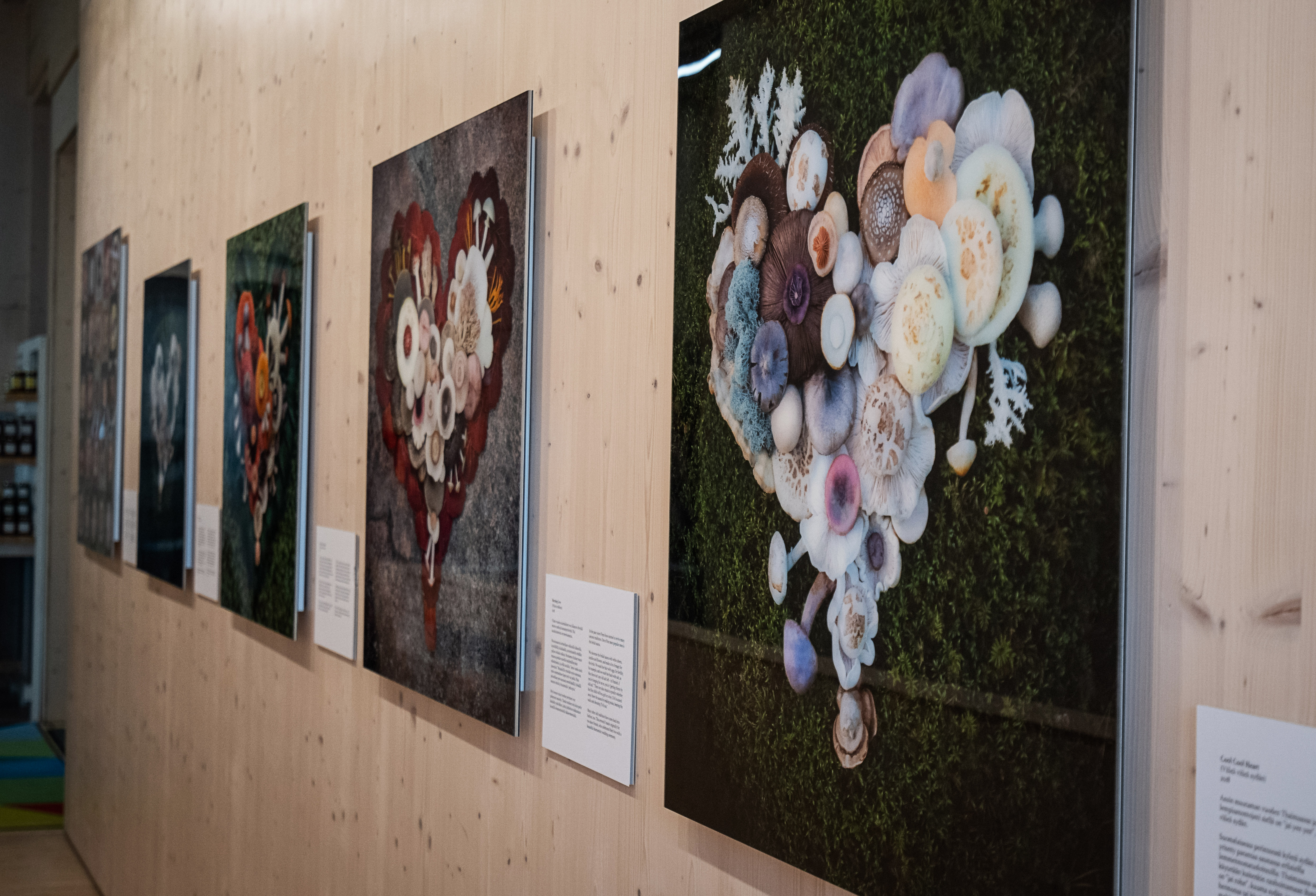 Saara Alhopuron sienitaidetta.