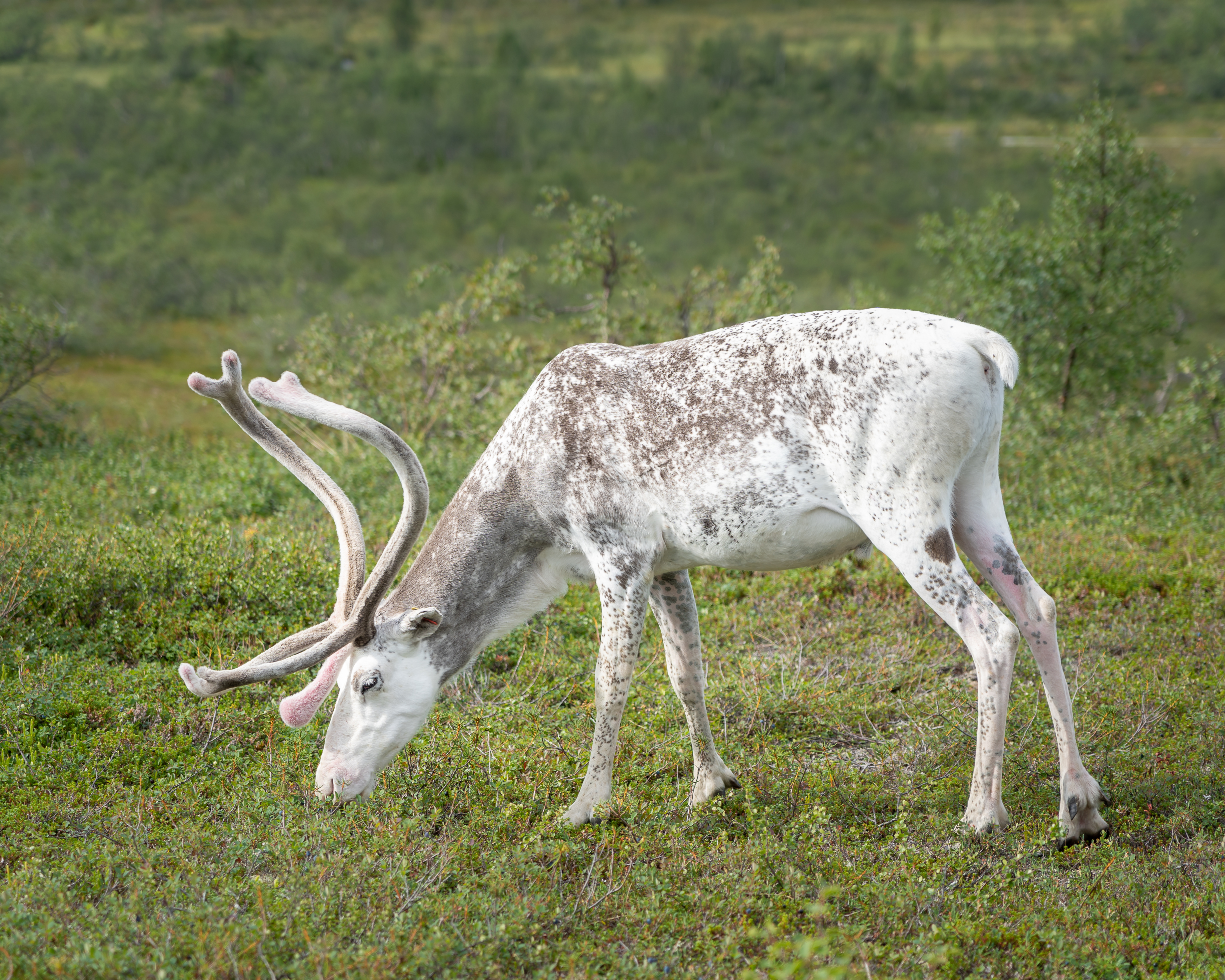 Osallistu PEFC Suomen järjestämään kuvakilpailuun Instagramissa. Kuva: Sampsa Sulonen.