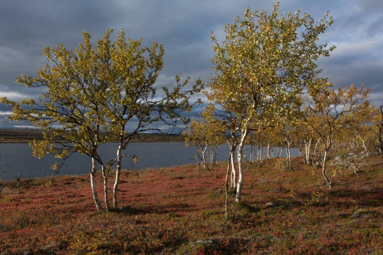Njallajávrin rantamilla aurinko sytytti ruskan värit. Kuvat: Raija Hentman.