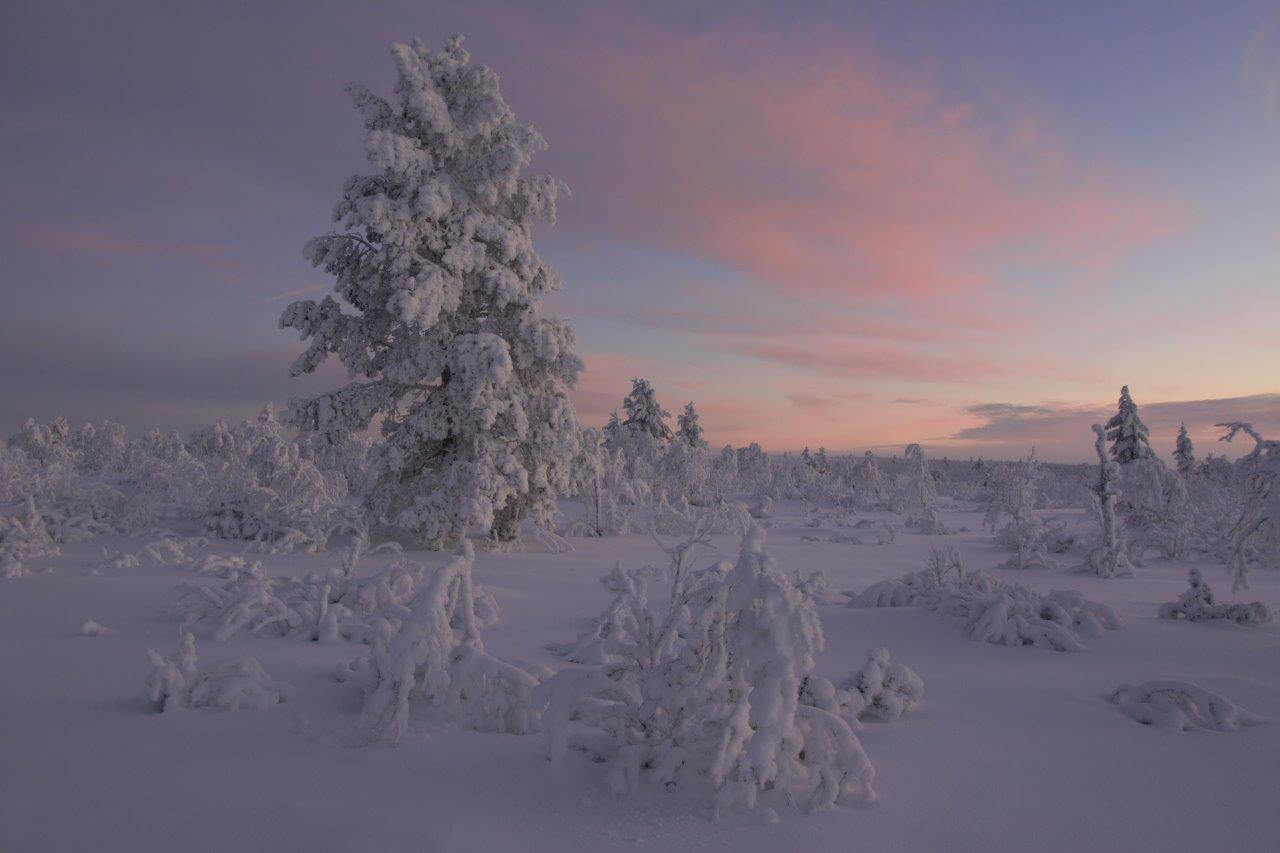 Kaamosvärejä Lemmenjoen Pellisenlaen takamailla.