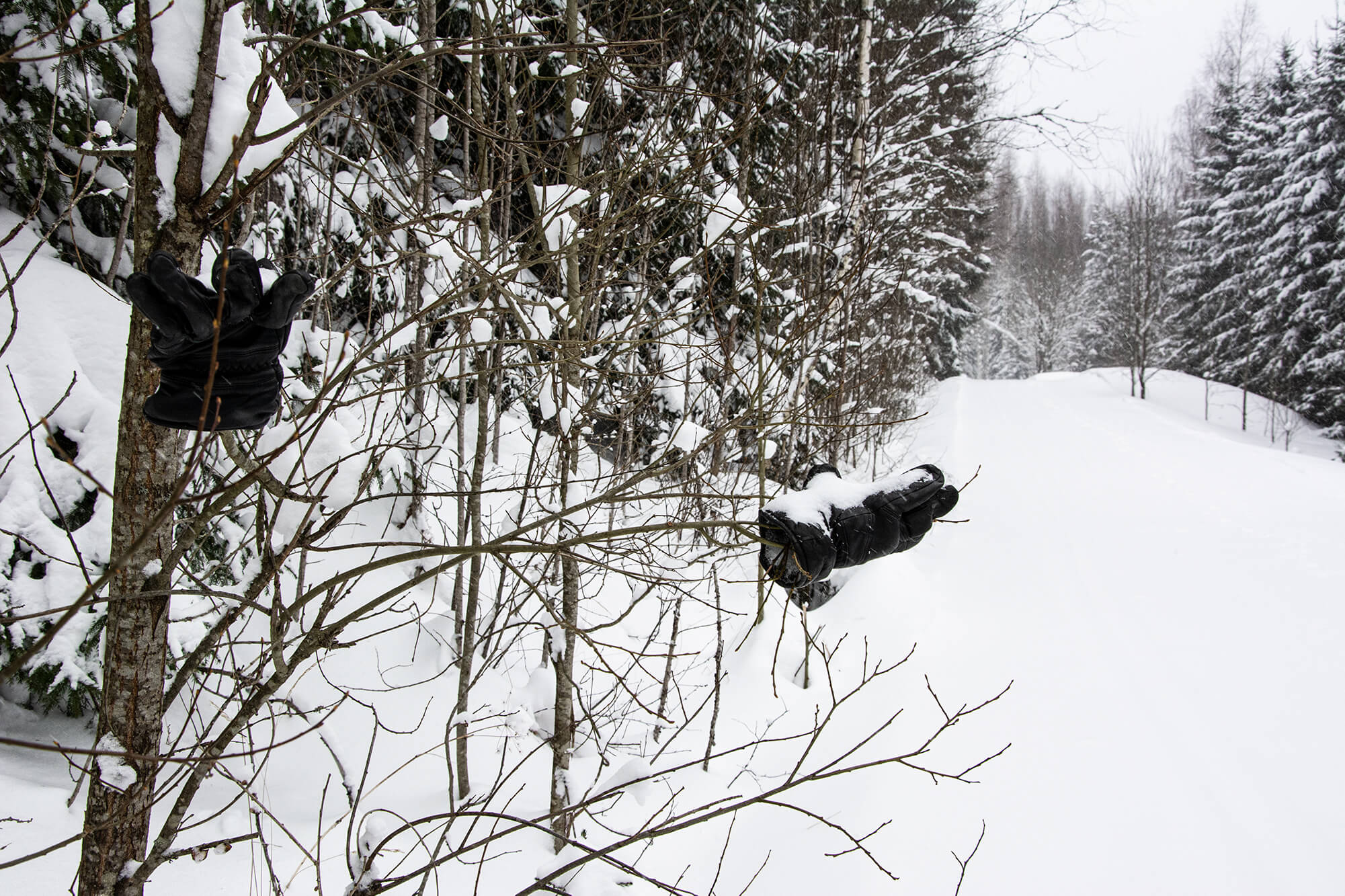 Sormikkaat ovat päätyneet pajun oksille. Onkohan ne nakattu kiukuspäissään hankeen?