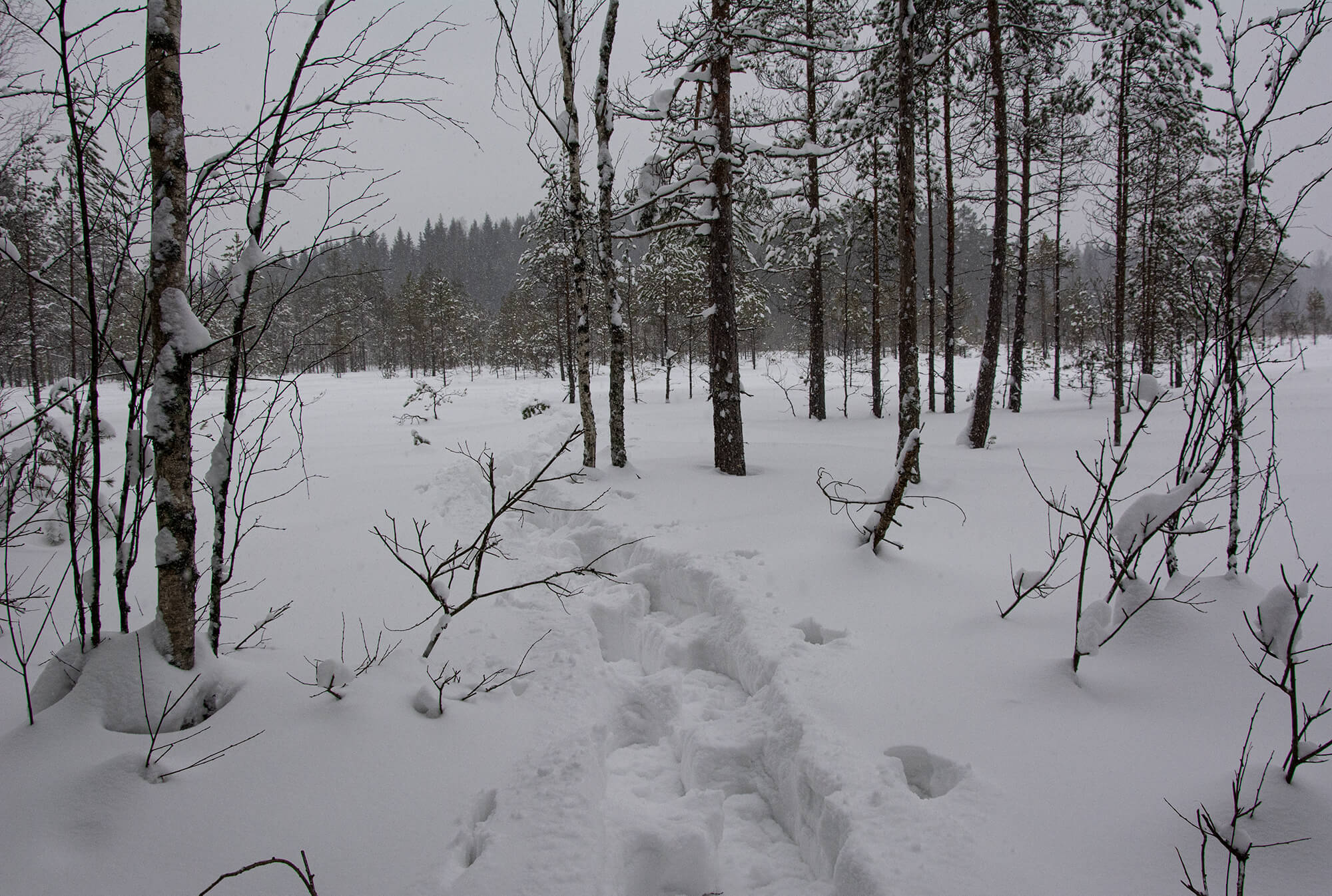Höttölumi upottaa joka askeleella yli puolisääreen ja kulku on raskasta. Kuvat: Raija Hentman.