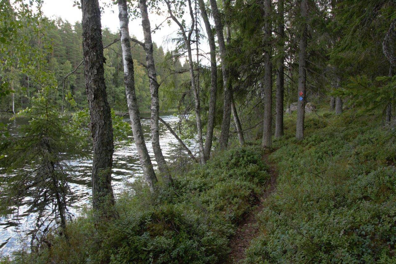 Kivisammaljärven länsirannalla kaksi rengasreittiä kulkee samaa polkua.