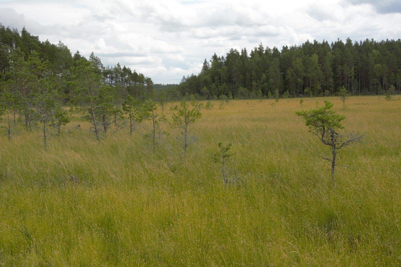 Heinisuo on tavattoman kaunis ja pitkälti luonnontilainen suo.