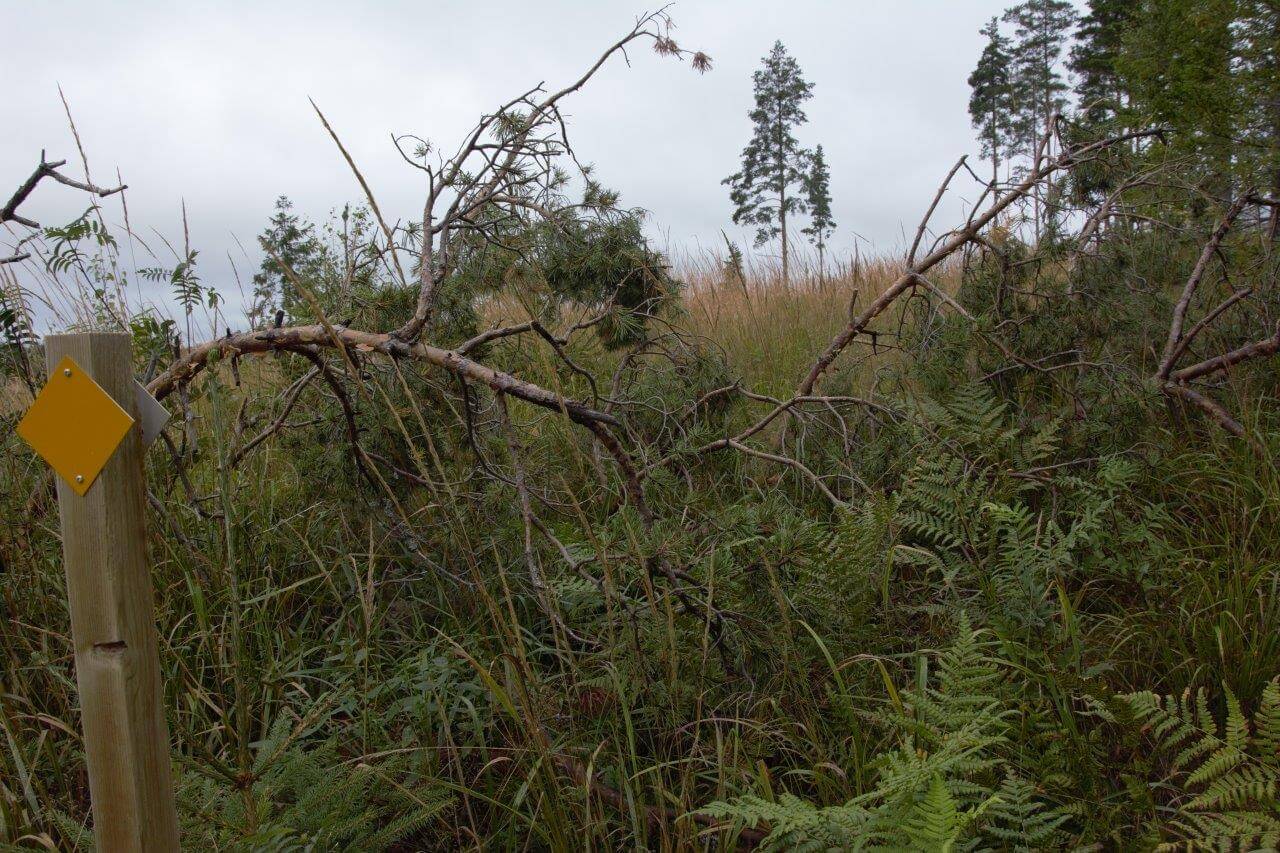 Reittimerkki opastaa, mutta oikeastiko tästä pitäisi kulkea läpi? Kuva: Raija Hentman.