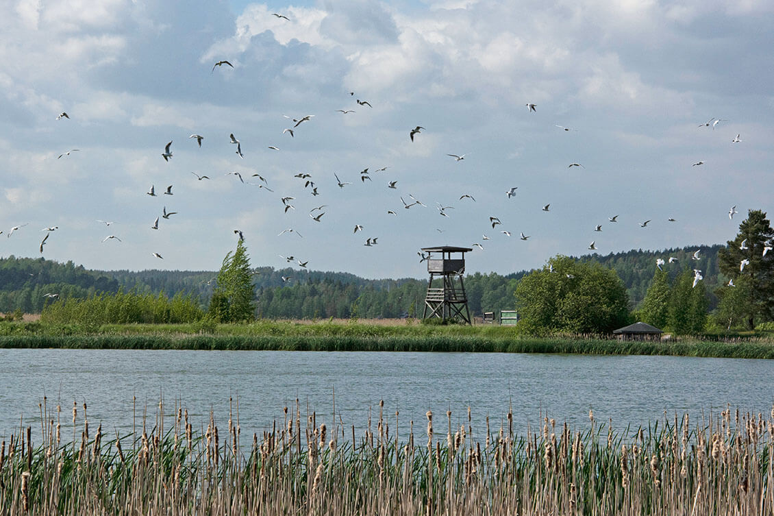 [02] Halikonlahden lintupolku on erinomainen lintukohde, ja osa polusta on myös esteetön. Kuva: Raija Hentman.
