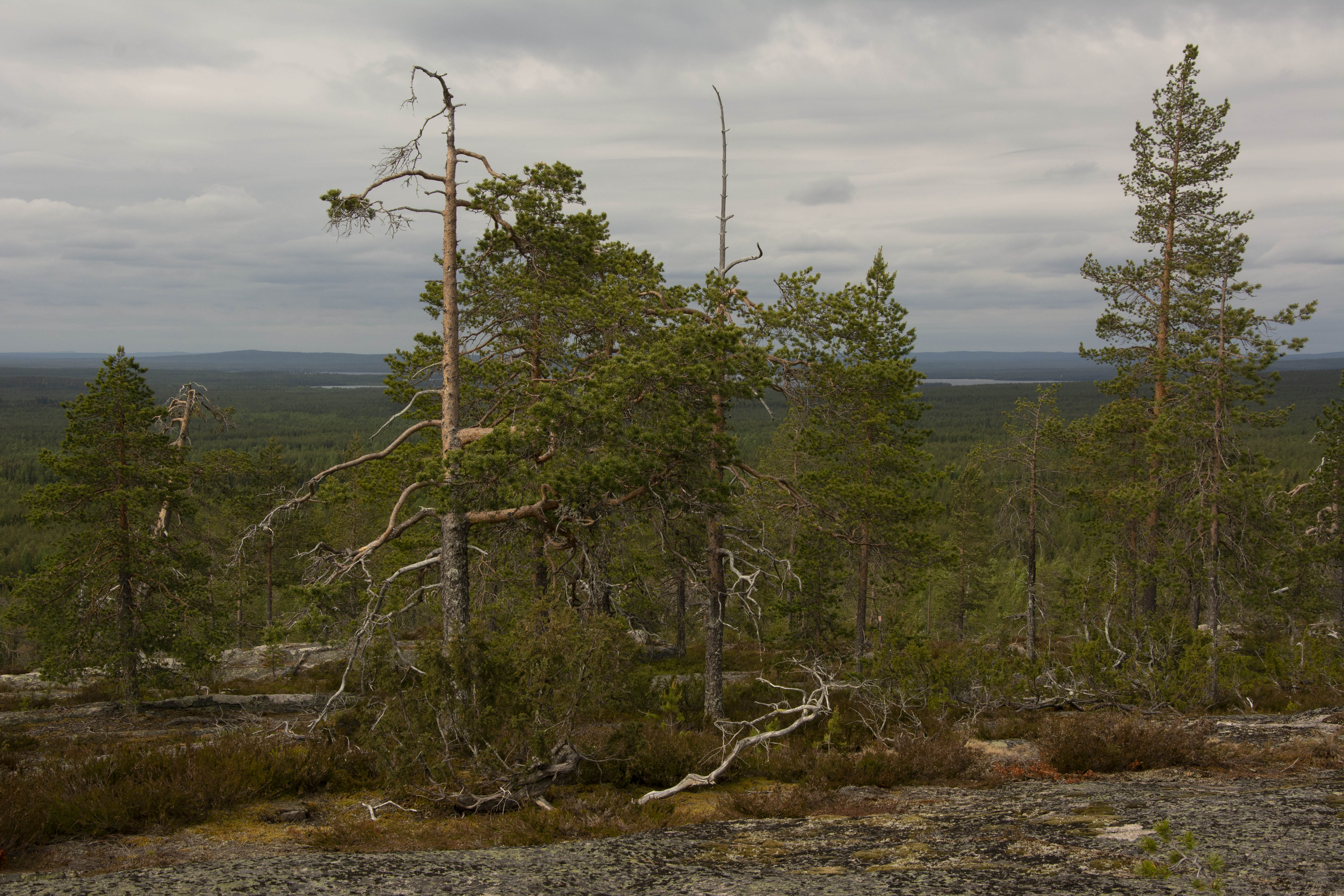 Kalottivaarojen kalliot ovat karuja kasvuympäristöjä. Taustalla siintää Miekonjärvi.