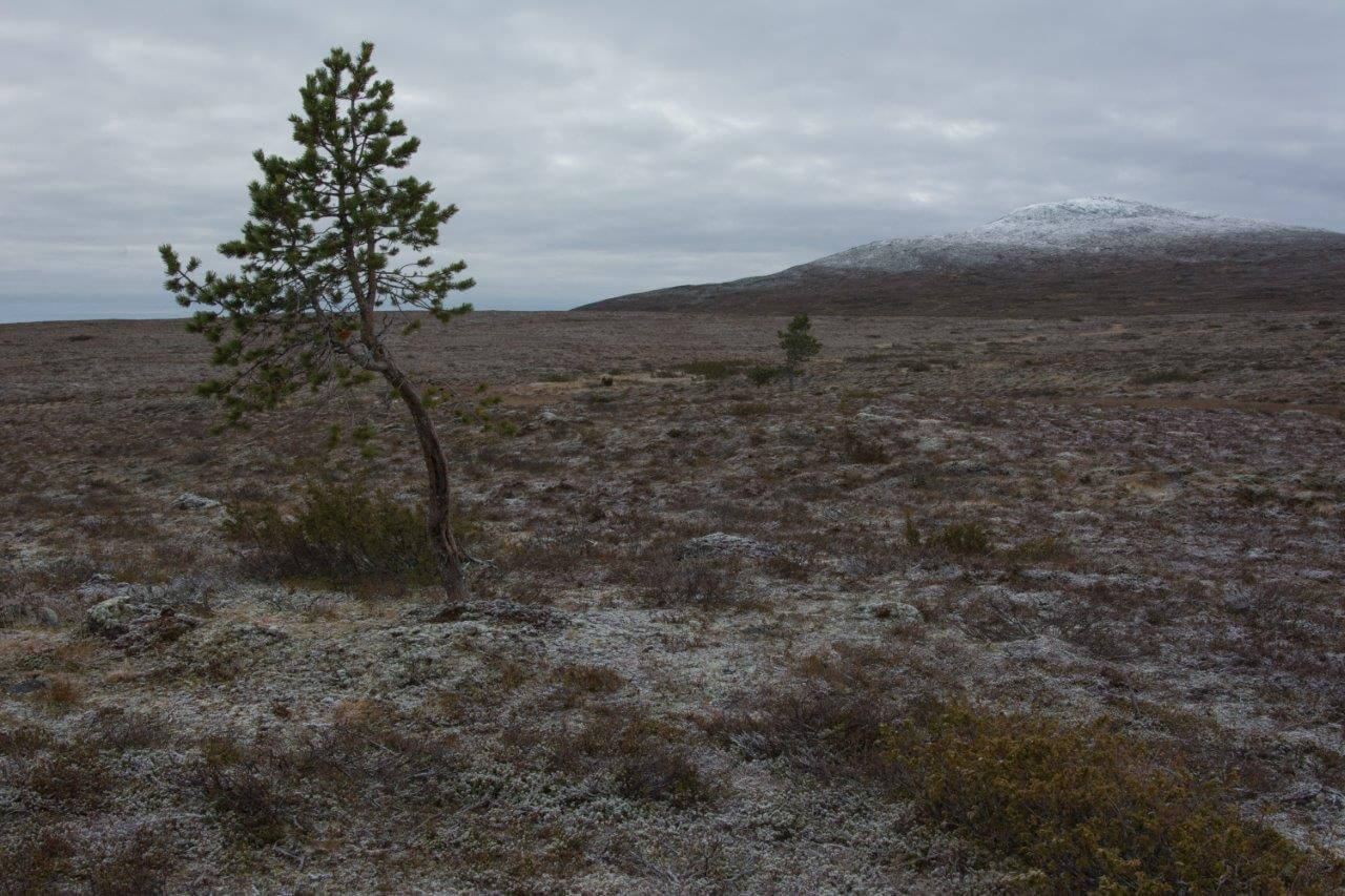 Pakkasyön jälkeen maa on kuurassa, lätäköt jäässä ja Outtakan huippu hohtaa lumisena.