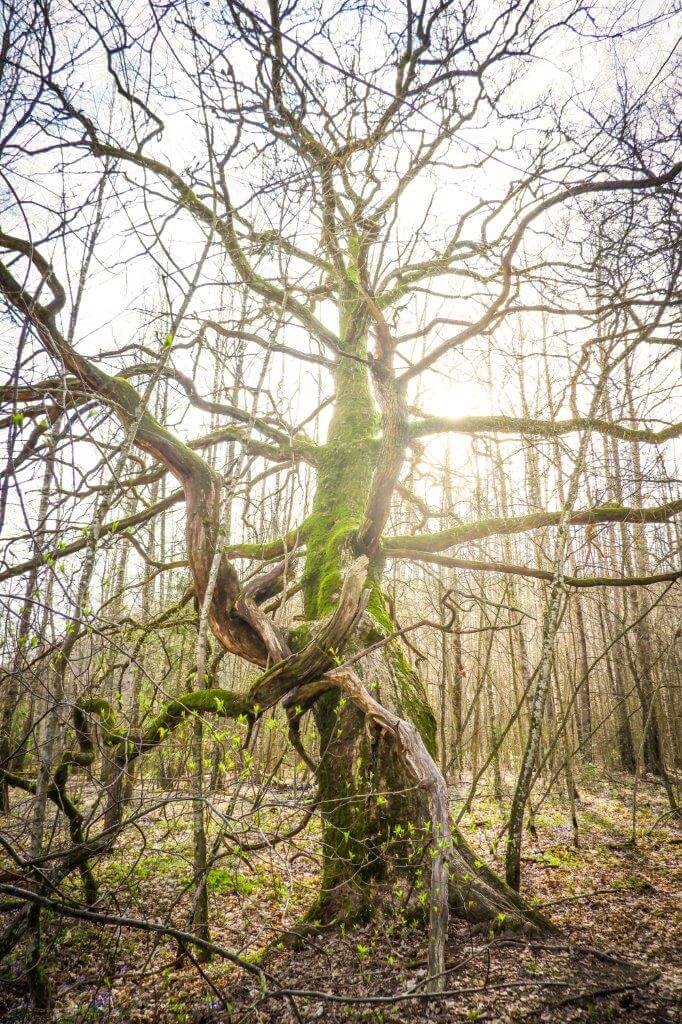 Paksukaarnaisten, sammalten kirjomien jalopuiden koko hämmästyttää Vaisakon luonnonsuojelualueella.