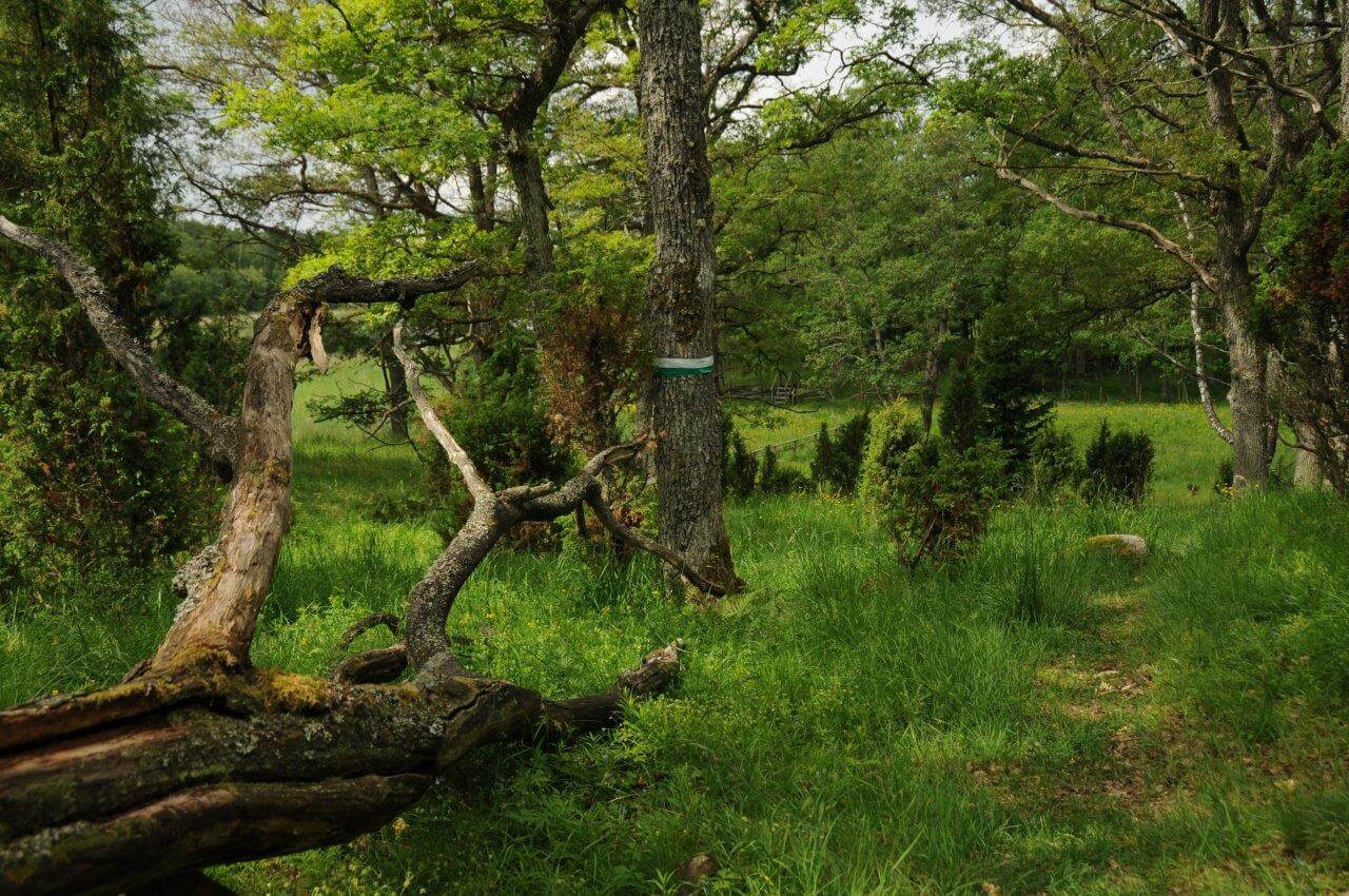 Orslandetin saaressa Inkoossa on melkoinen ulkoilualueiden keskittymä. Kuvassa Elisaaren luontoa. Kuvat: Raija Hentman.
