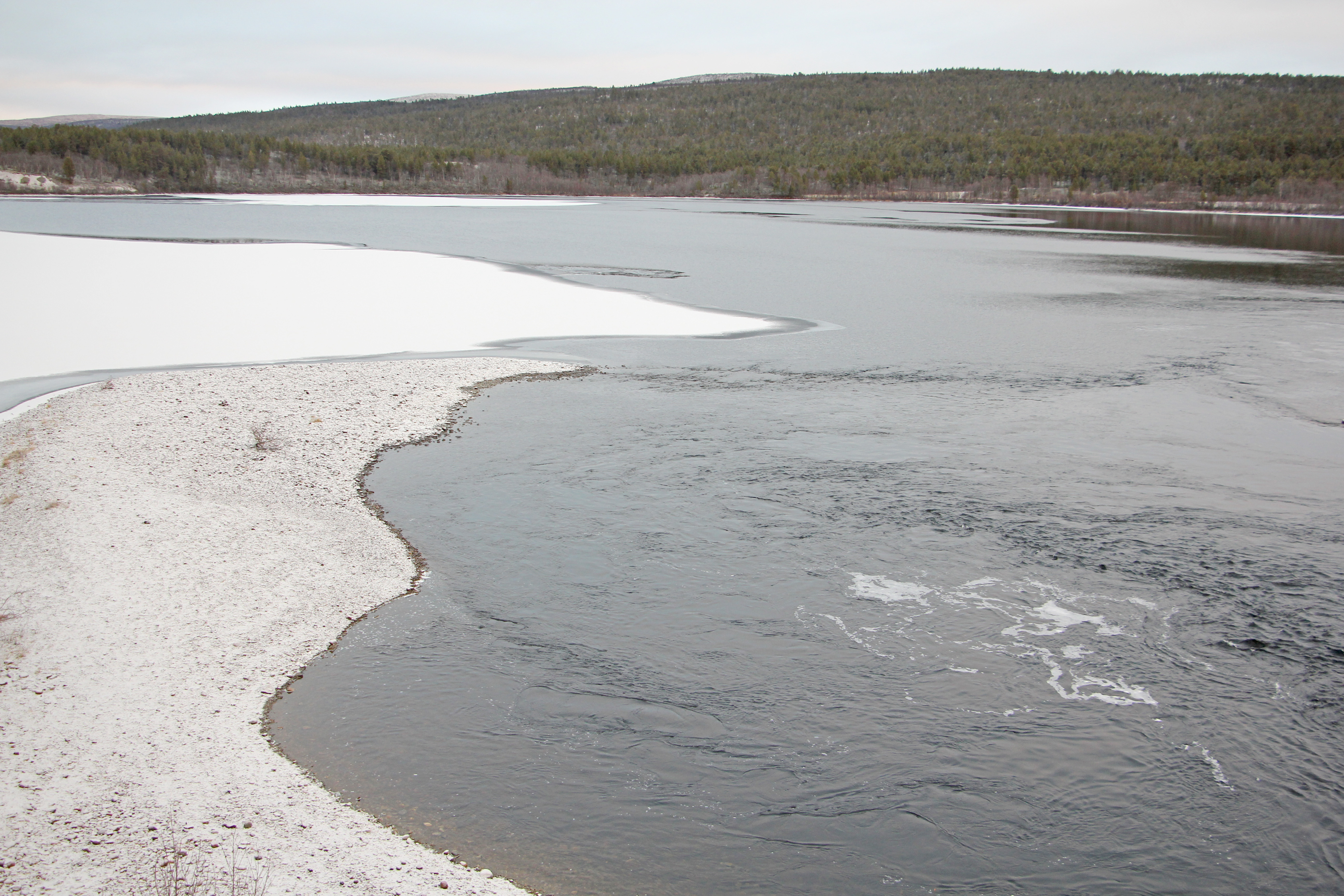 Matalalta paistava aurinko tekee ruskan jälkeisen Utsjokilaakson pastellimaisen sävyiseksi. Levollisesta tunnelmasta huolimatta monen lajin kohdalla eletään kuitenkin elämän jatkumisen kannalta ratkaisevia hetkiä. Kuva: Matti Mela.