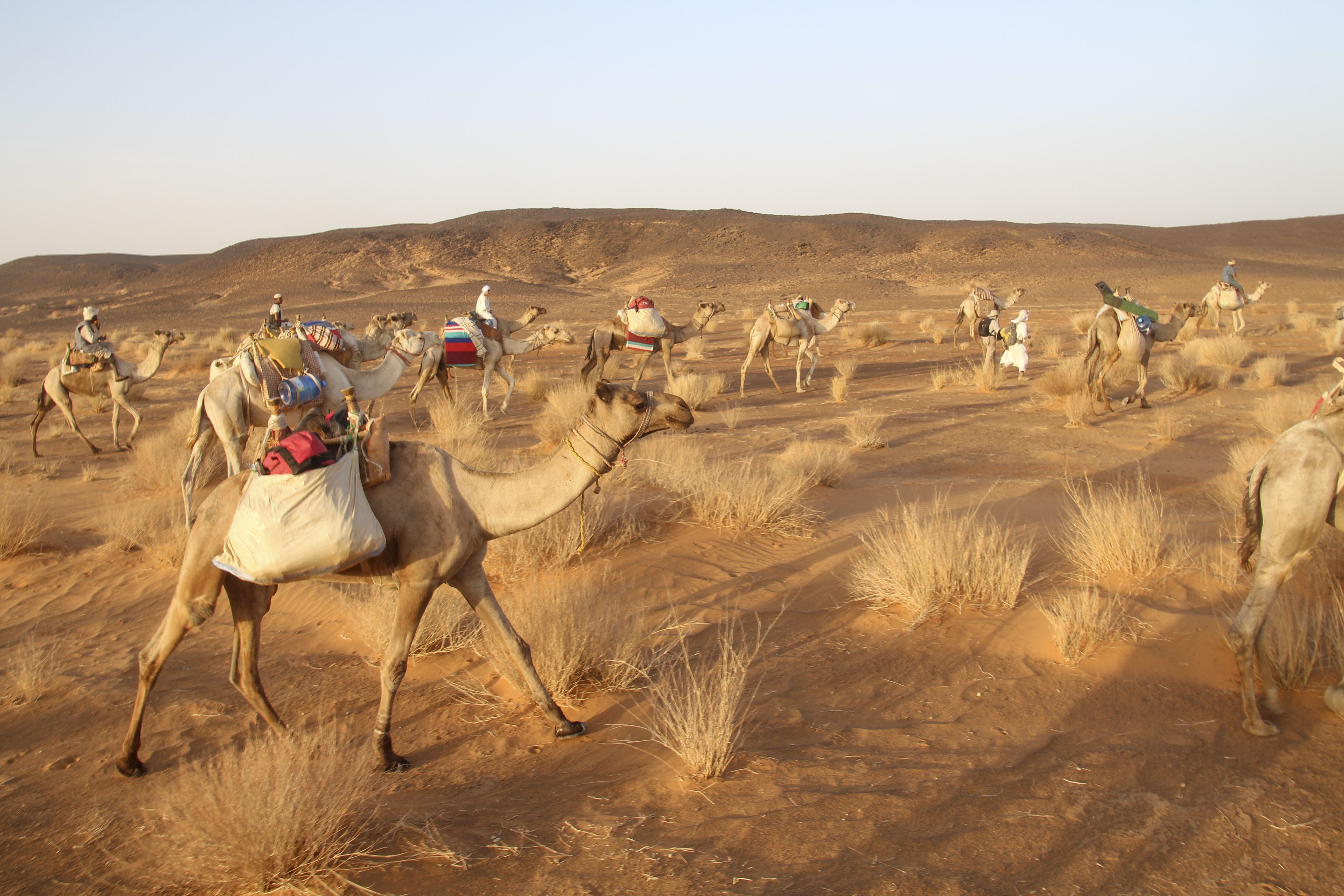 Kamelivaellus Sudanissa vuonna 2018 Bayudan erämaan halki, yhteensä 160 km. Hiekka-autiomailla ja arktisilla jäätiköillä on muuten paljon yhteistä paitsi 60 - 70°C lämpötilaero. Ja mihinkäs sitä ei tottuisi. Kaikkea kannattaa ainakin kokeilla, paitsi että kamelin satula ja askellus voivat hangata tottumatonta takamusta. Eero Ouran mielestä - 35°C on silti paljon miellyttävämpi olosuhde retkeillä luonnossa kuin + 35°C. Kuva: Eero Oura.
