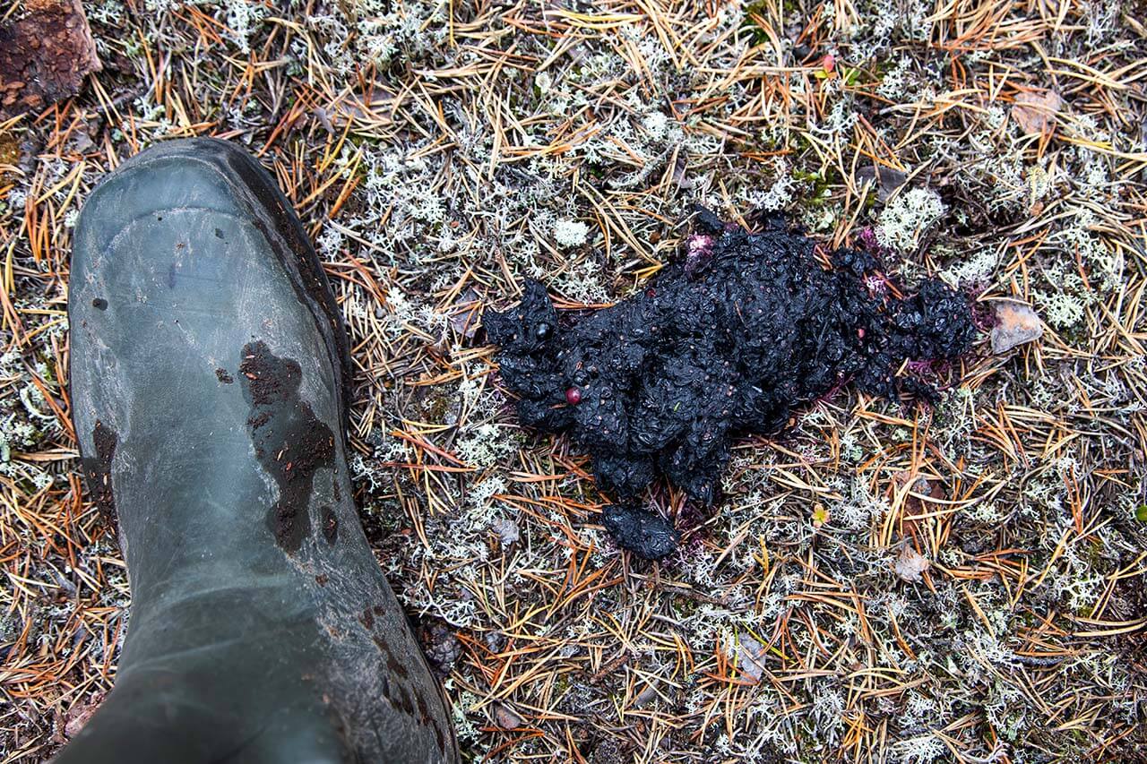 Karhun jätös. Kuva: Markus Sirkka.