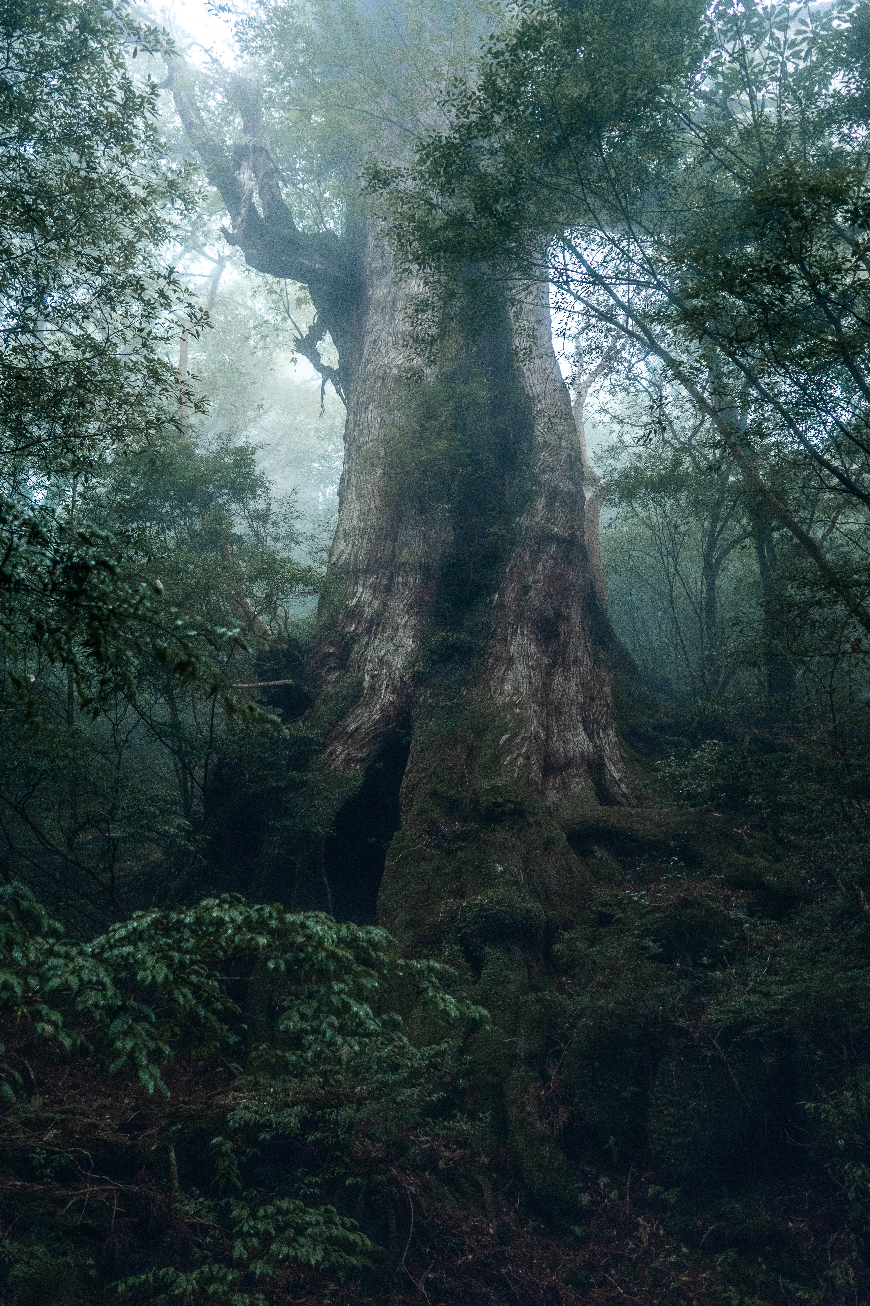 Yakushiman saaren tunnetuimmat nähtävyydet ovat vanhoja yagusuki-puita. Ne ovat tuhansien vuosien ikäisiä.