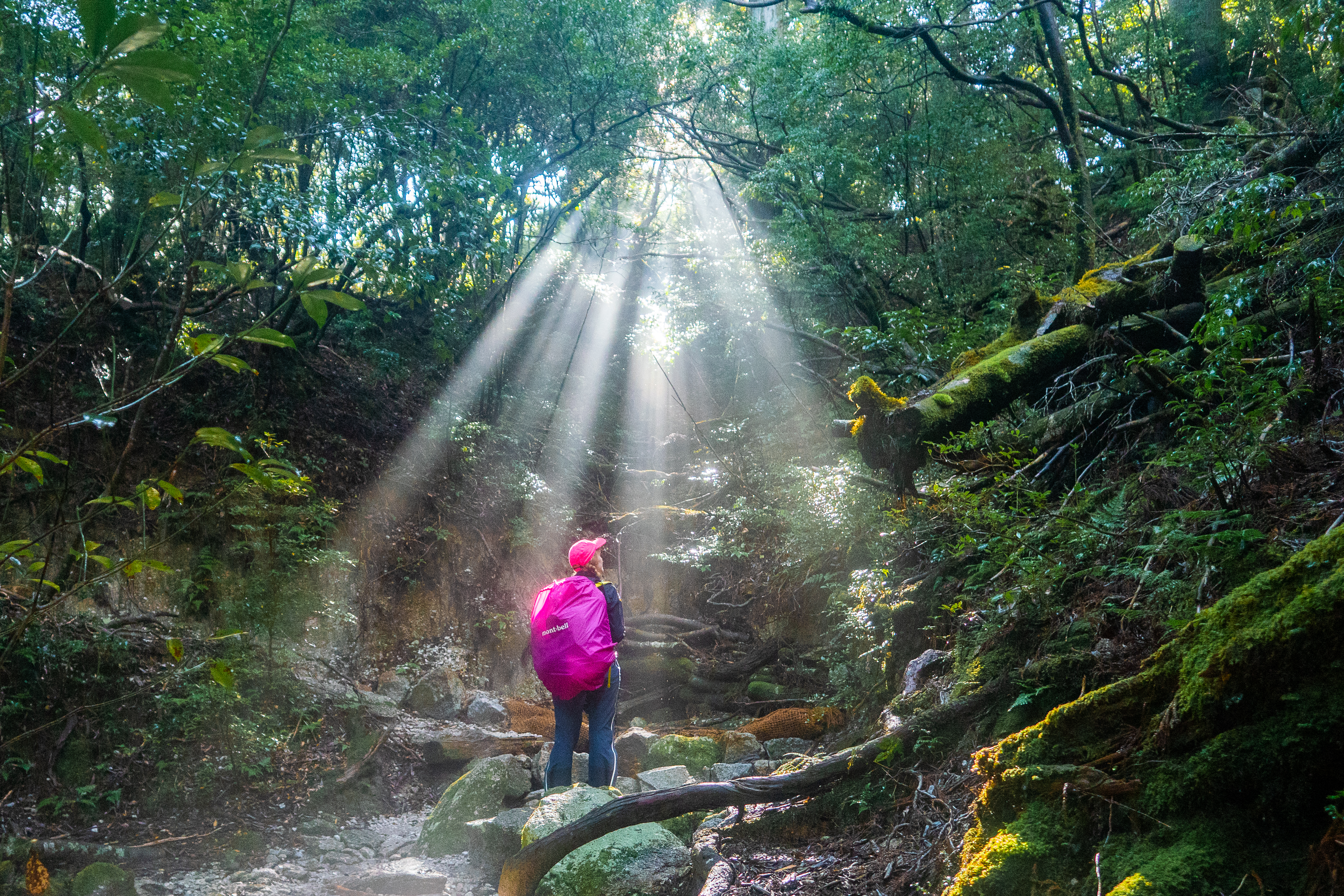 Yakushiman trooppisissa metsissä sade ja aurinko vuorottelevat useasti päivän aikana.
