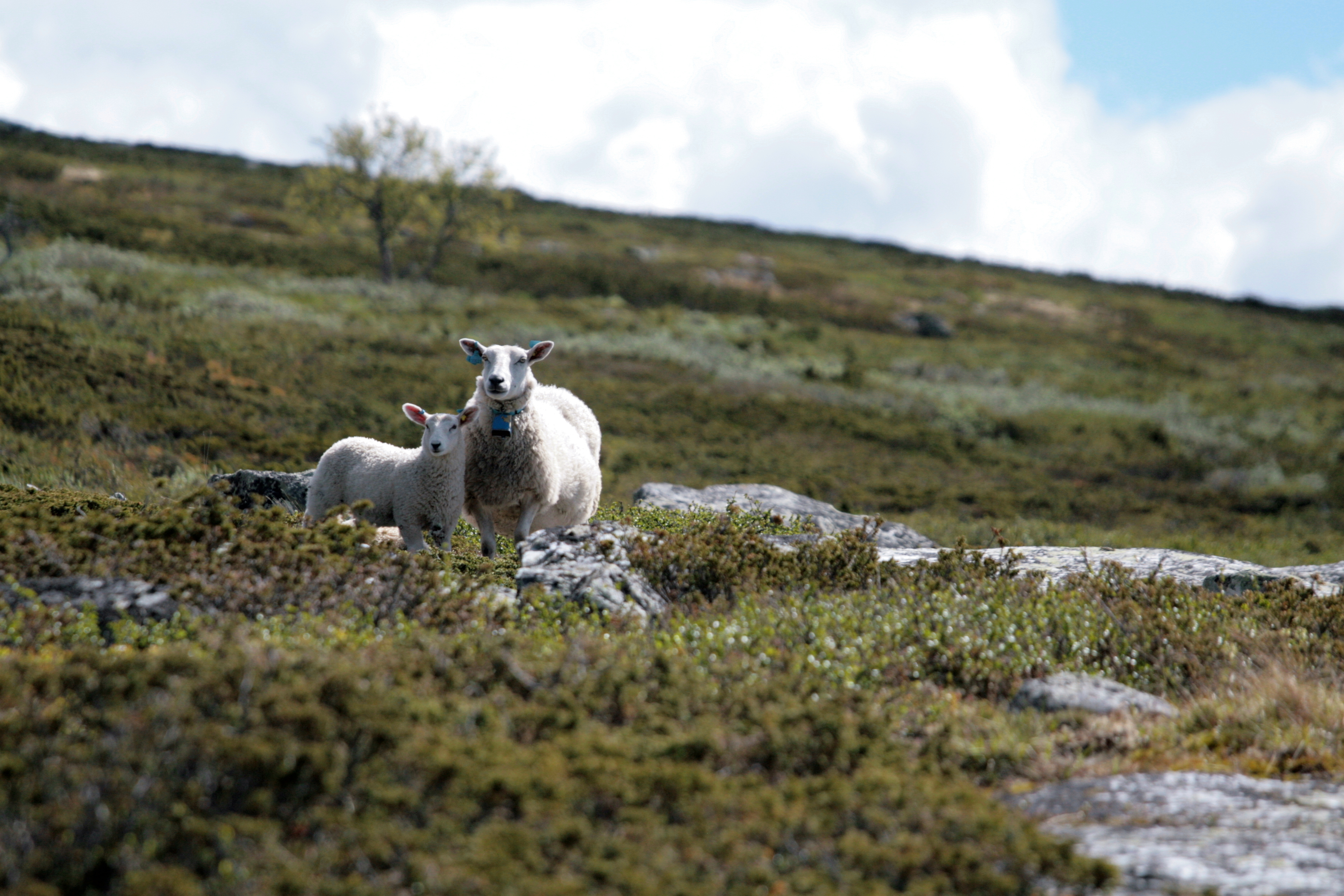 03 Breheimen. Kuva: Harri Ahonen.