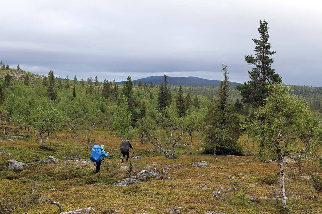 Vaeltajat matkalla kohti Hammastunturin erämaalle nimen antanutta tunturia. Kuva: Jouni Laaksonen.