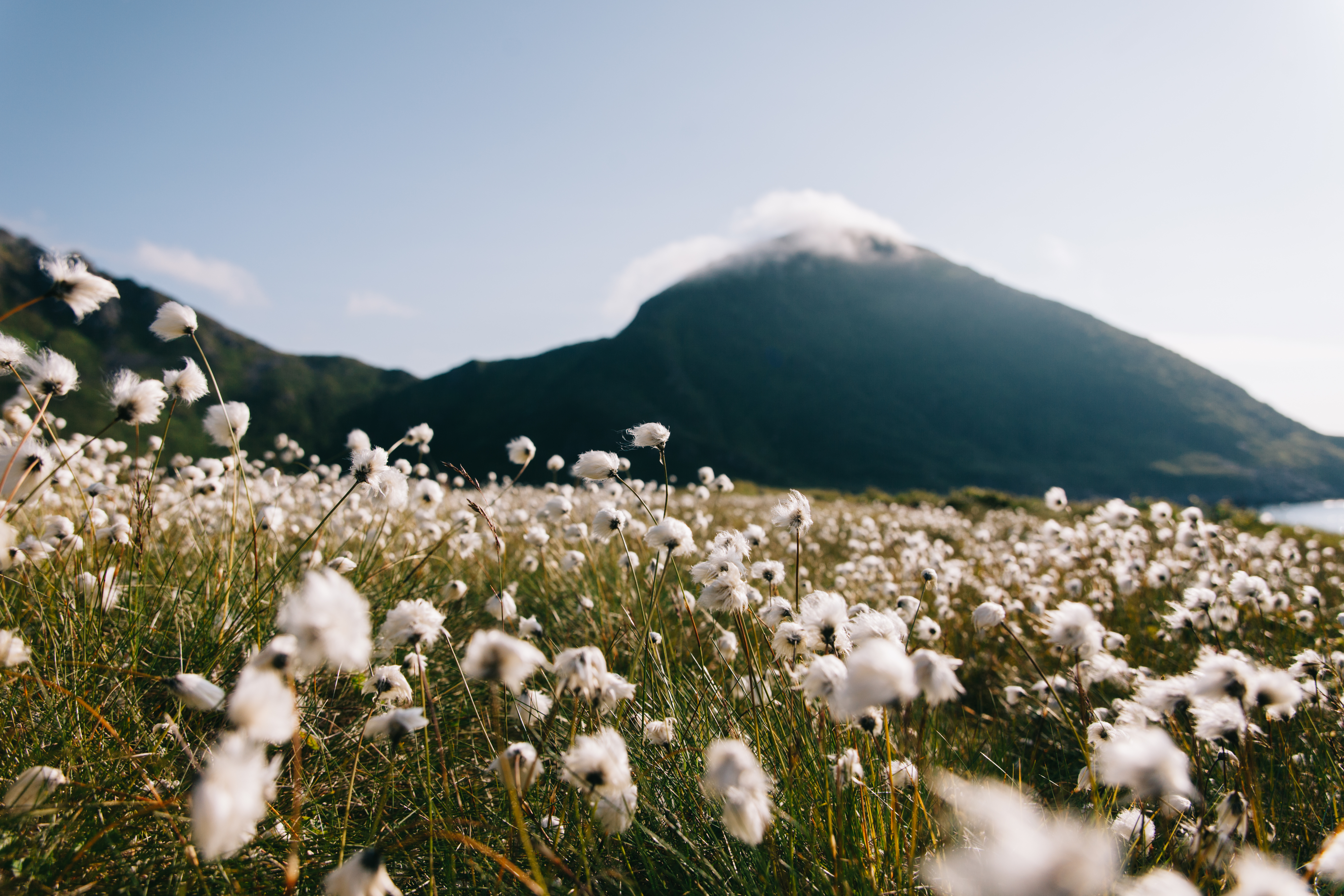 Vuorten ja meren välissä villinä rehottava kaunis tupasvillapelto hurmaa.