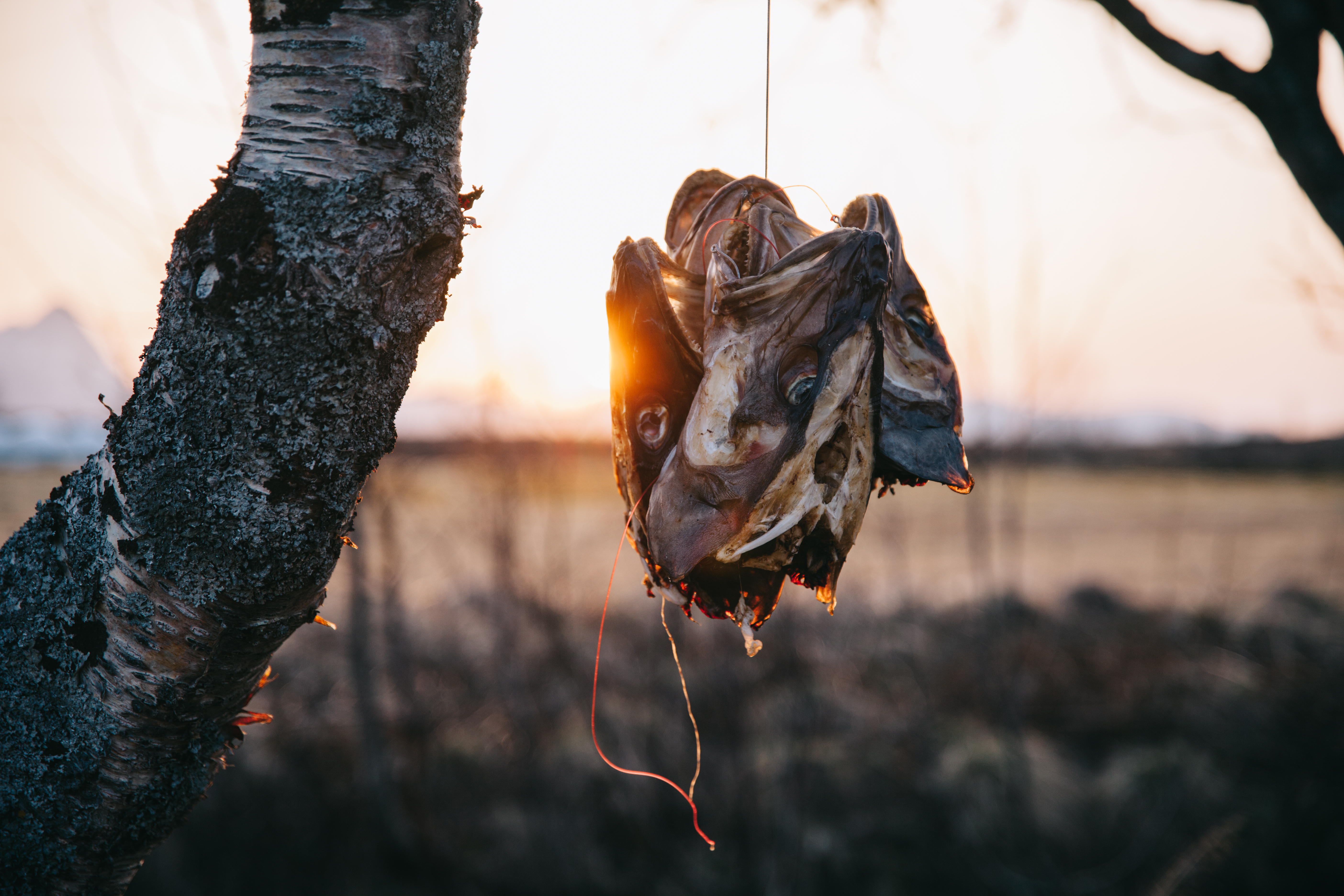 Talipallot Gisløyn tapaan: kalanperkuusta ylijääneet turskan päät jätetään linnuille nokittaviksi