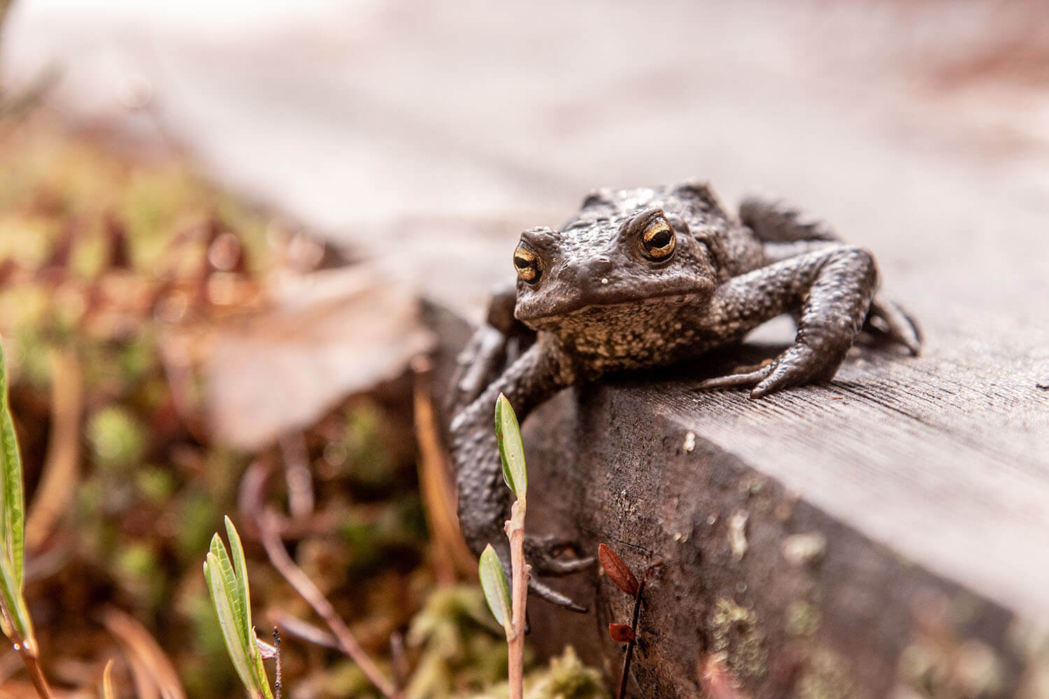 Talveen valmistautuva rupikonna nauttii syksyn yllättävästä lämpöaallosta.