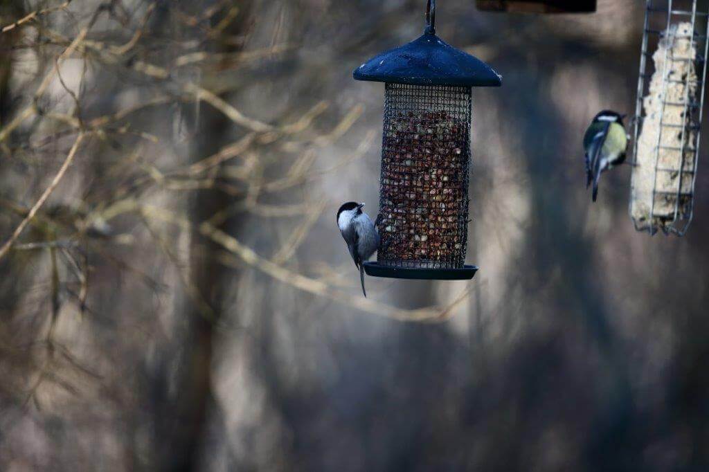 Ruokinta hyödyttää lintuja kiistatta, mutta sen haitat ovat tutkitustikin teoreettisia. Kuva: Pertti Koskimies.