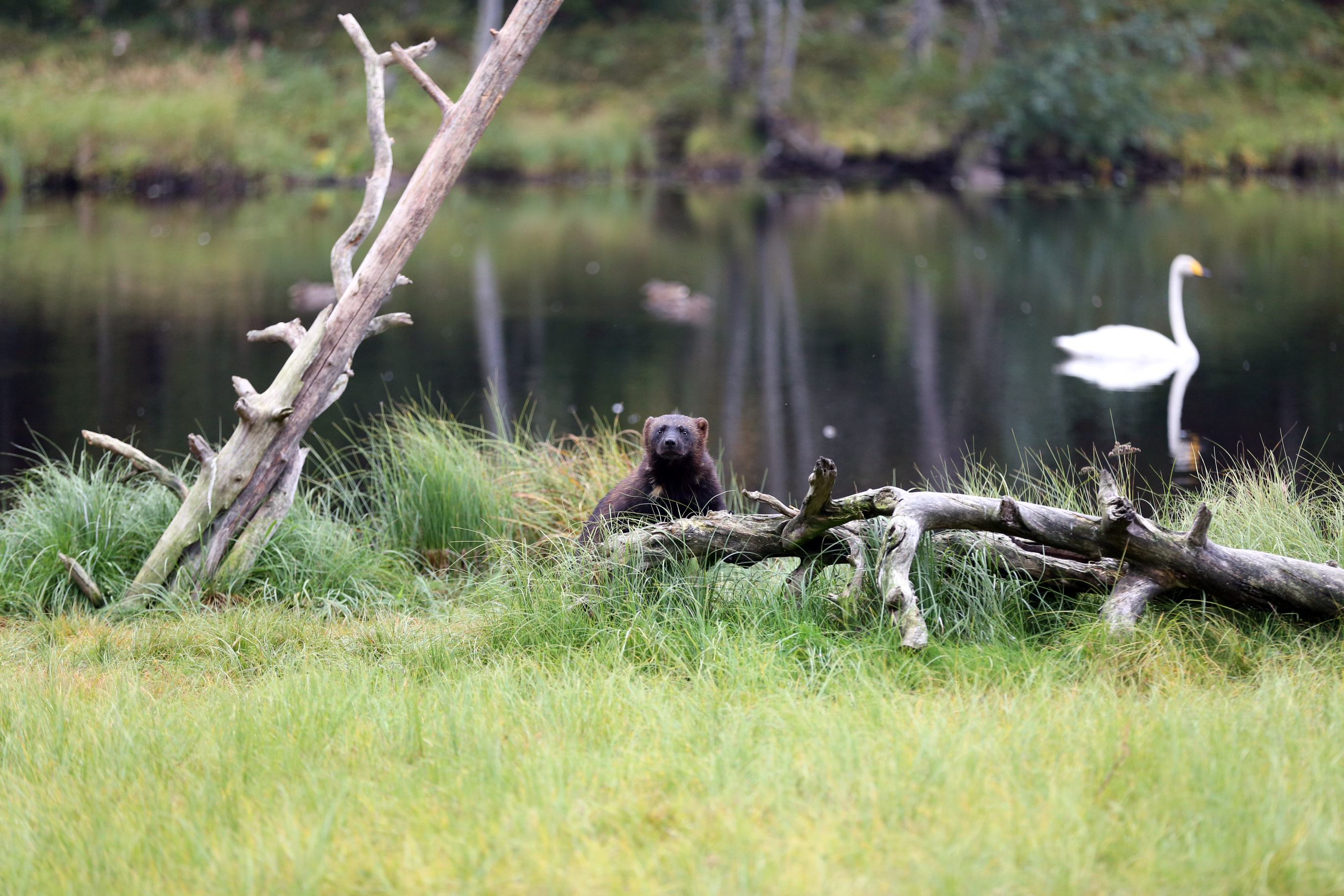 Enemmän on parempi. Ahma ja joutsen osuivat sattumalta samaan kuvaan. Kuva: Panu Könönen,Kuvauskopit on maisemoitu metsänrajaan. Kuva: Panu Könönen,Ken tästä käy, saa poistua kopista vasta aamupalalle. Kuva: Panu Könönen,Lihapala on kiinnittety kelopuun latvaan, ja sinnehän ahma kiipeä. Kuva: Panu Könönen,Ahma on kaunis peto. Kuva: Panu Könönen,Tähänkin puuhun on piilotettu jotakin. Kuva: Panu Könönen