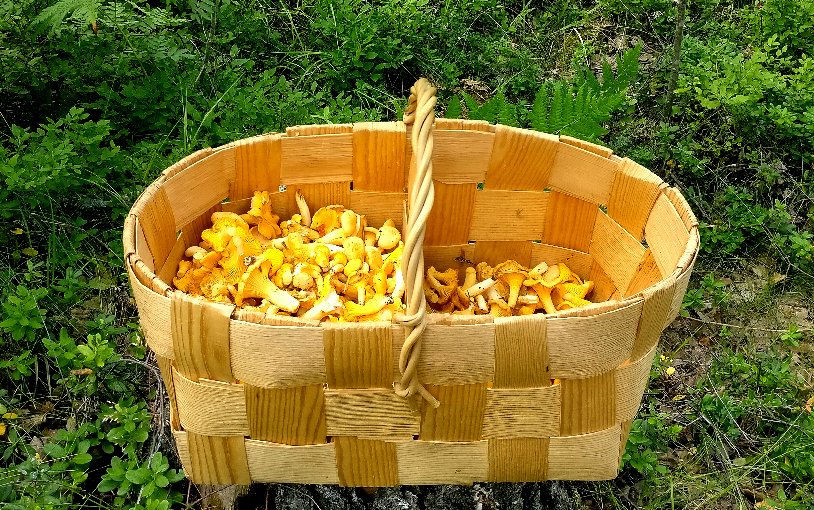 Korillinen kantarelleja. Kuva: Juhani Lehto.