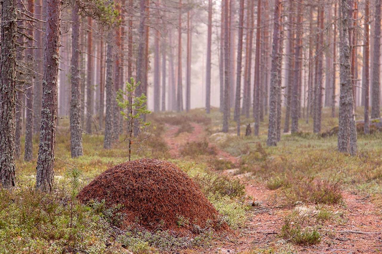 Helppokulkuinen paripolku kulkee Lauhanvuorelle tyypillisessä kangasmetsässä. Kuva: Tapani Leppänen.