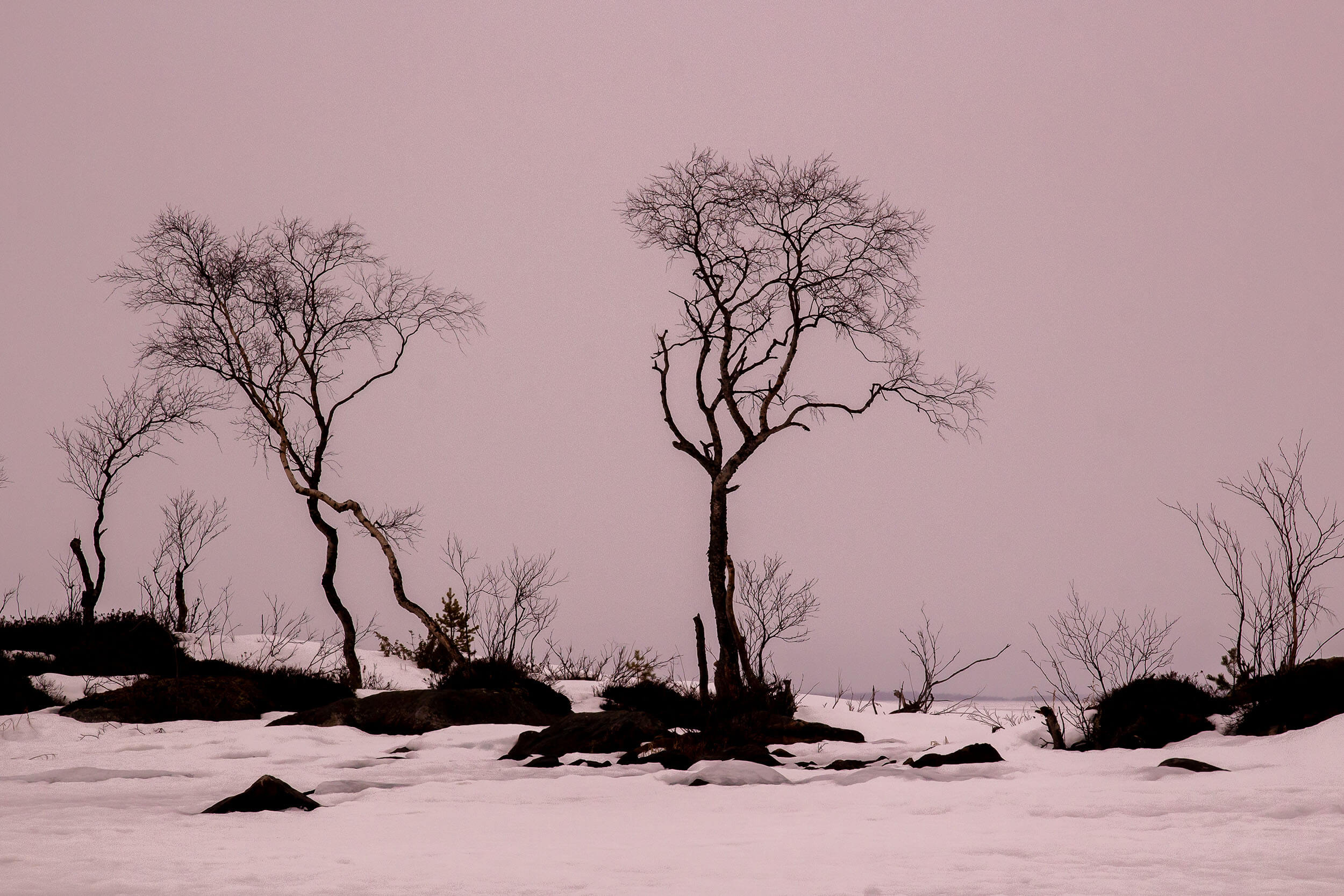 Inarijärvi sijaitsee Metsä-Lapin ja Tunturi-Lapin rajalla. Valtapuu on mänty, mutta karuimmilla luodoilla sinnittelee koivu. Kuva: Tapani Leppänen.