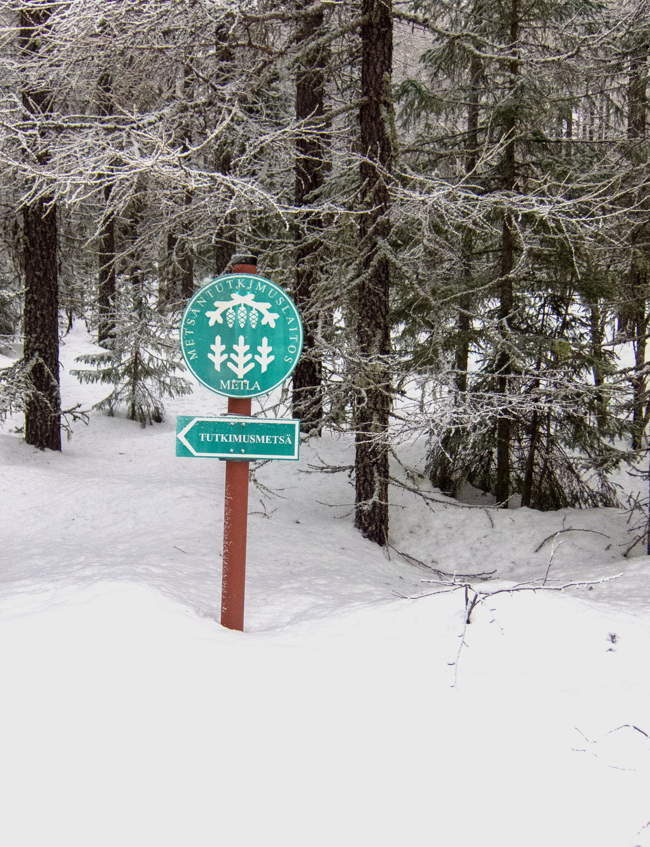 Metlan tutkimusmetsässä saa kulkea jokamiehenoikeudella, Paljakan luonnonpuistossa vain merkityllä polulla.