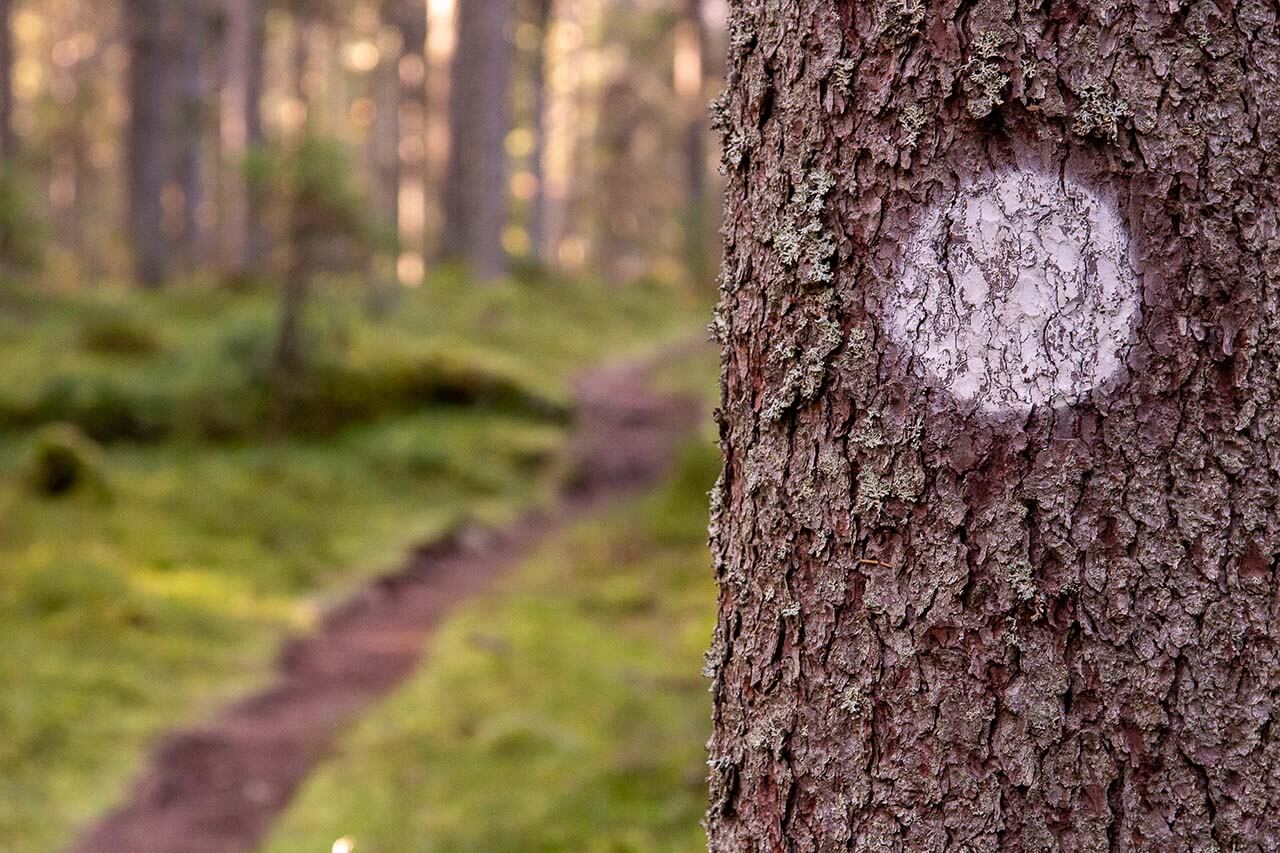 Seitsemisen kansallispuisto. Metsän siimeksessä kiemurteleva polku johtaa Liesijärven rantaan. Kuva: Tapani Leppänen.