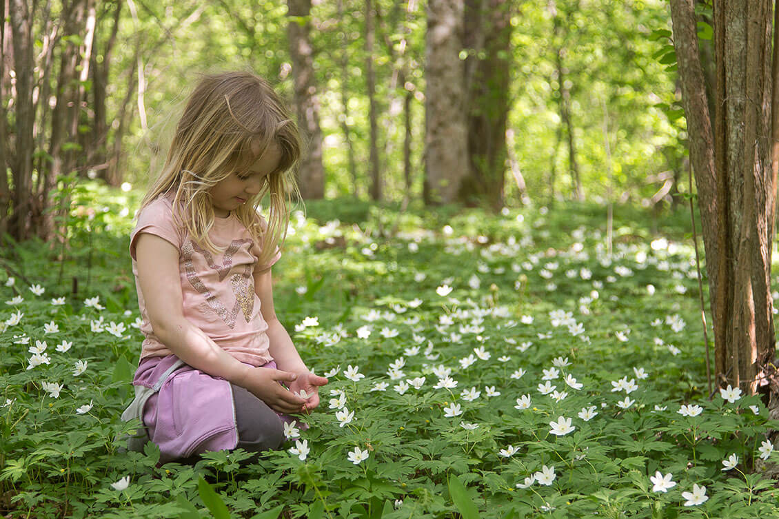 [01] Ramsholmenin jalopuulehto tunnetaan keväisin valkovuokoistaan. Kuva: Tapani Leppänen.