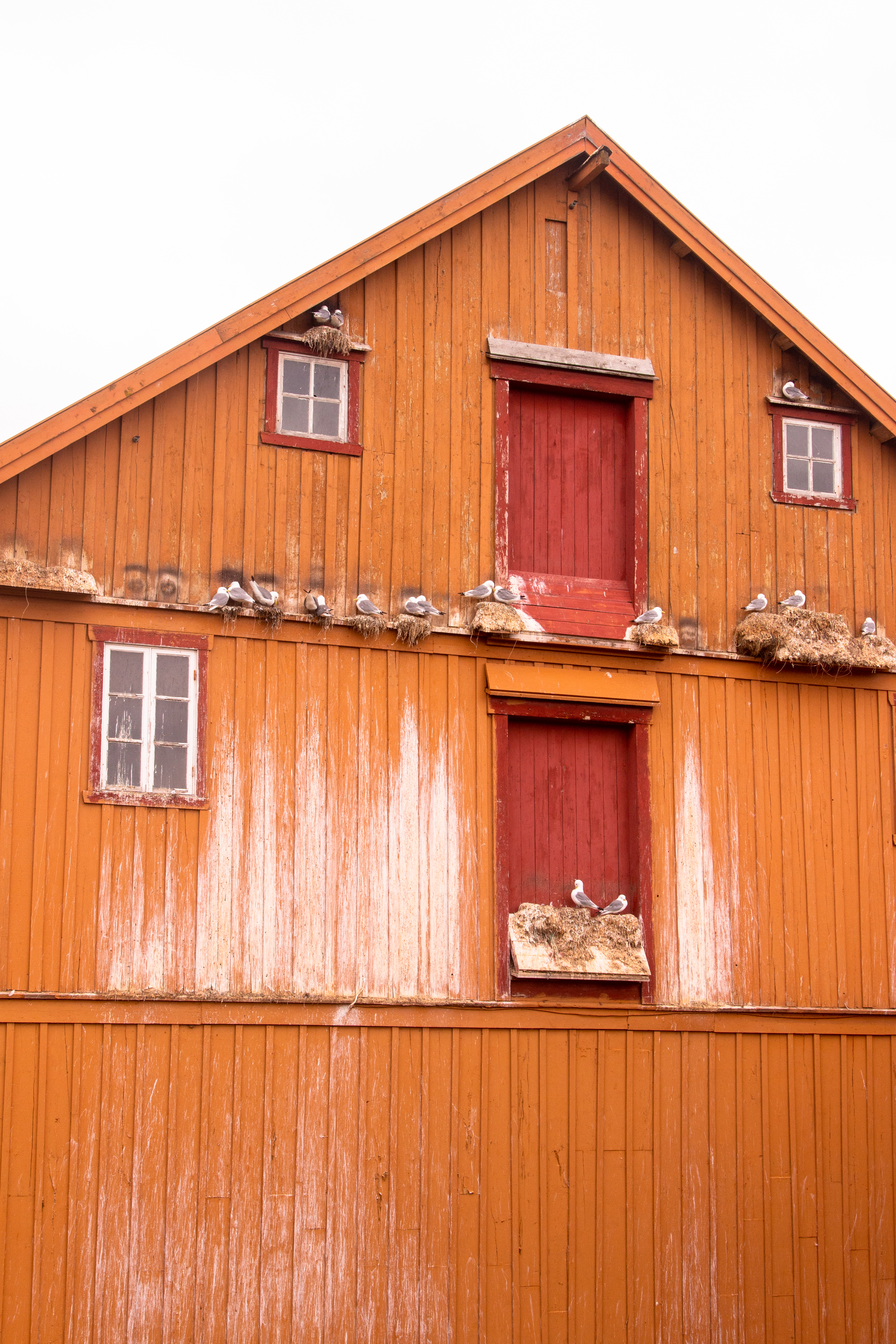 Vardøn saarelle johtaa kolmen kilometrin mittainen tunneli. Pikkukajavat ovat löytäneet kotitalon Norjan pohjoisimmasta kaupungista.  Kuva: Tapani Leppänen.