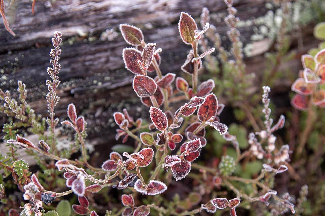 Kuura koristaa kasvillisuutta kylmän syysyön jälkeen. Kuva: Tapani Leppänen.