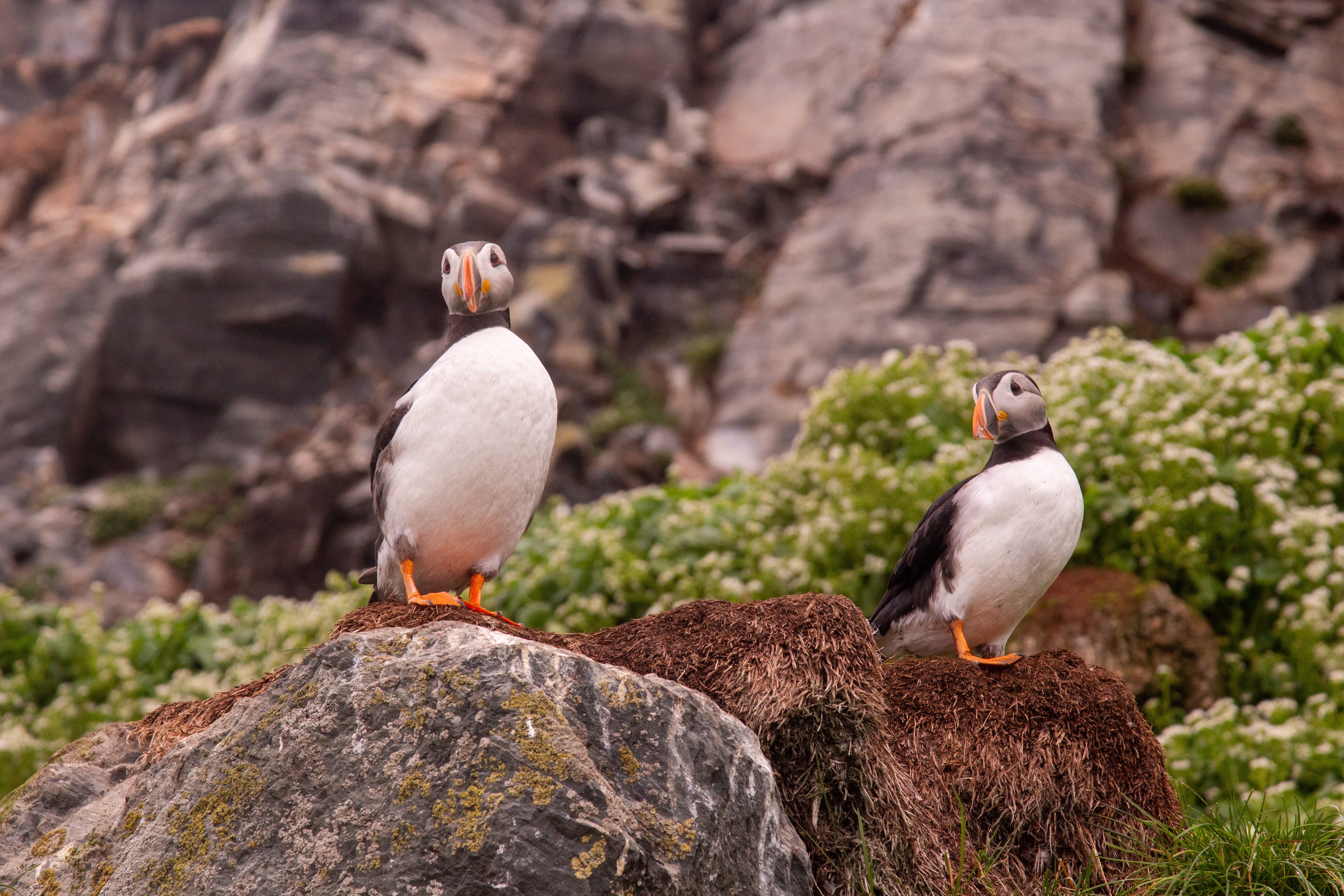 Sympaattinen lunni on kuvaajien suosikki. Kuva: Tapani Leppänen.