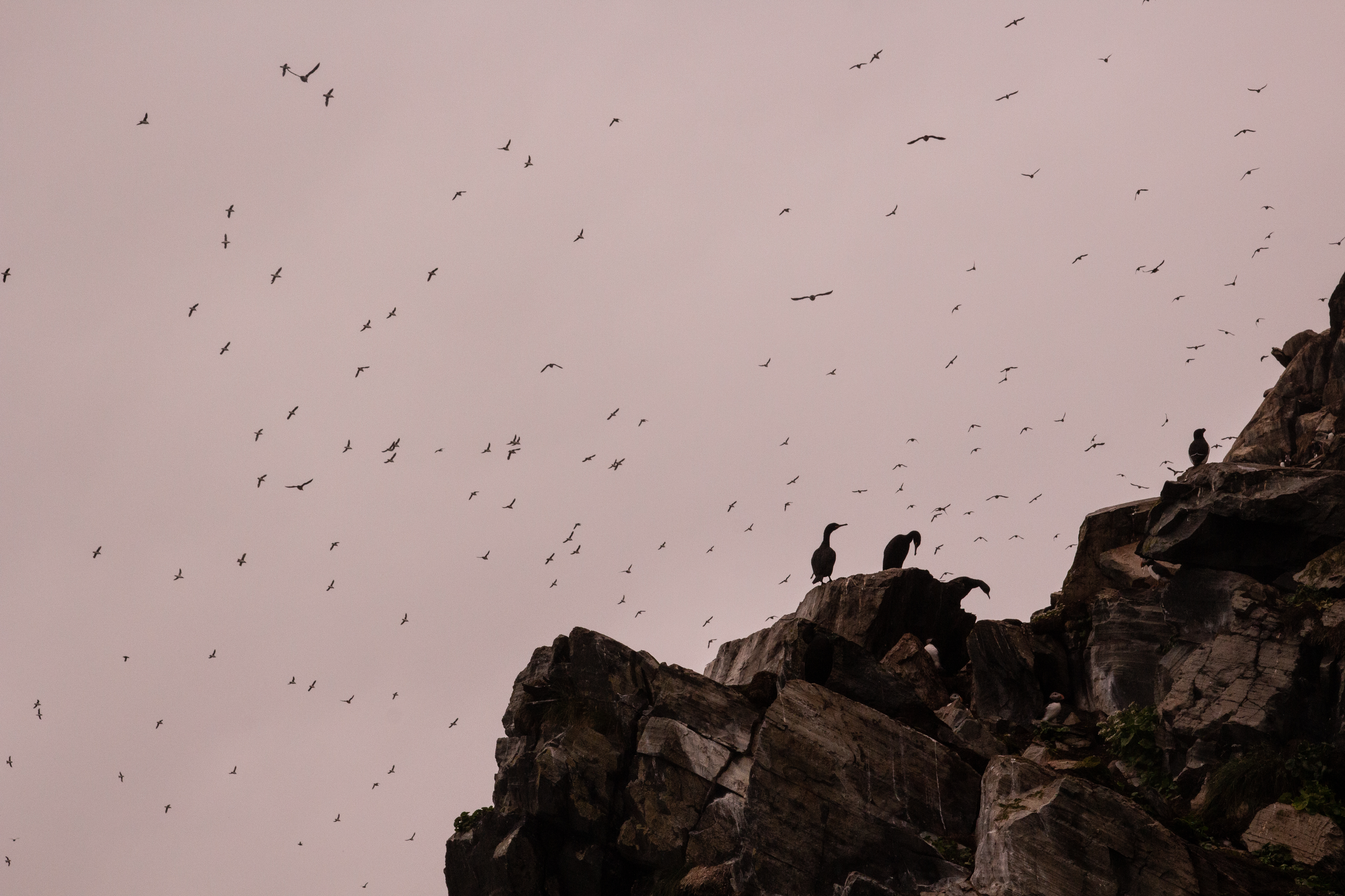 Hornøyan lintusaari on Norjan mantereen itäisin piste. Parhaimmillaan saarella asuu 80 000 merilintua. Kuva: Tapani Leppänen.